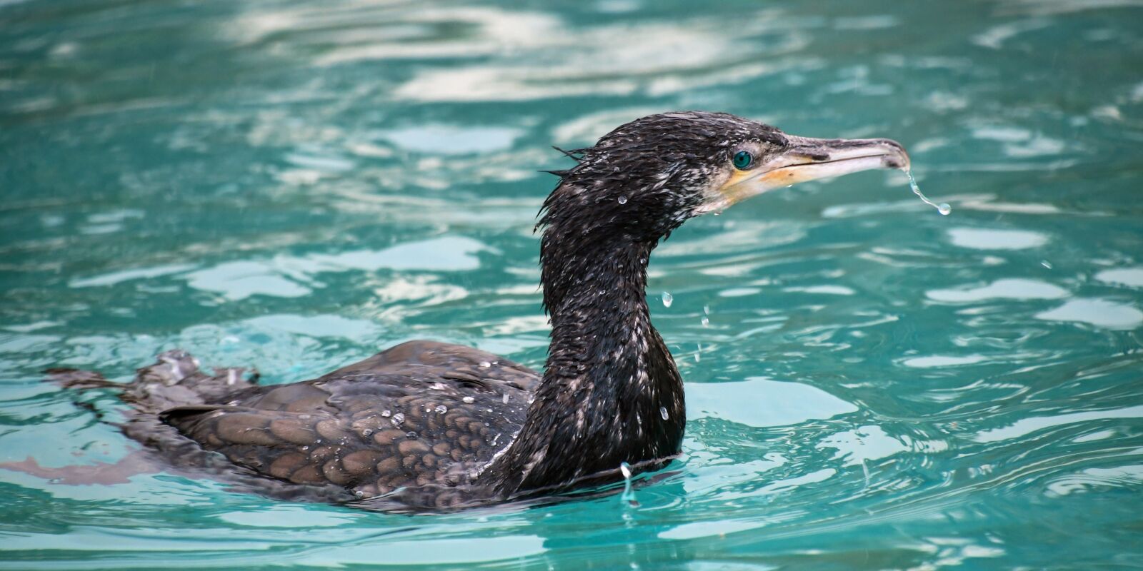 Nikon D500 sample photo. Cormorant, bird, animal photography