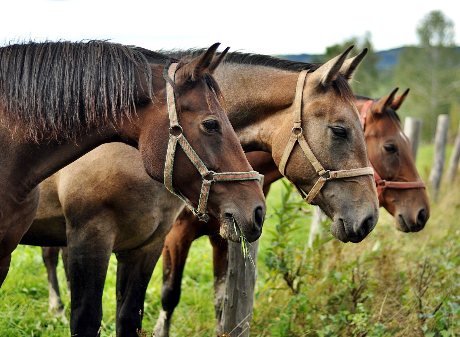 Nikon D90 sample photo. Horses, bieszczady, animals photography