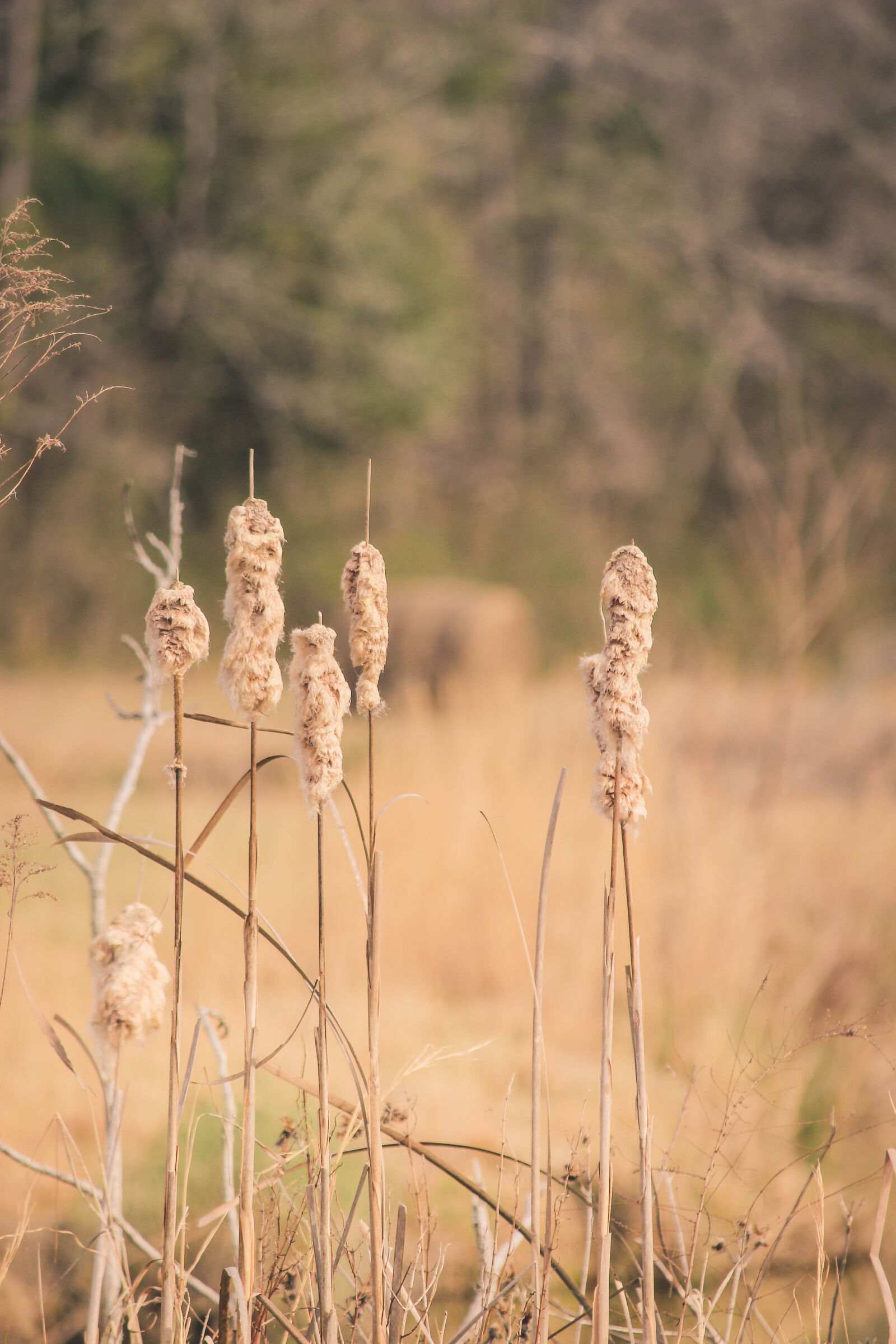 Canon EOS 600D (Rebel EOS T3i / EOS Kiss X5) sample photo. Landscape, rustic photography