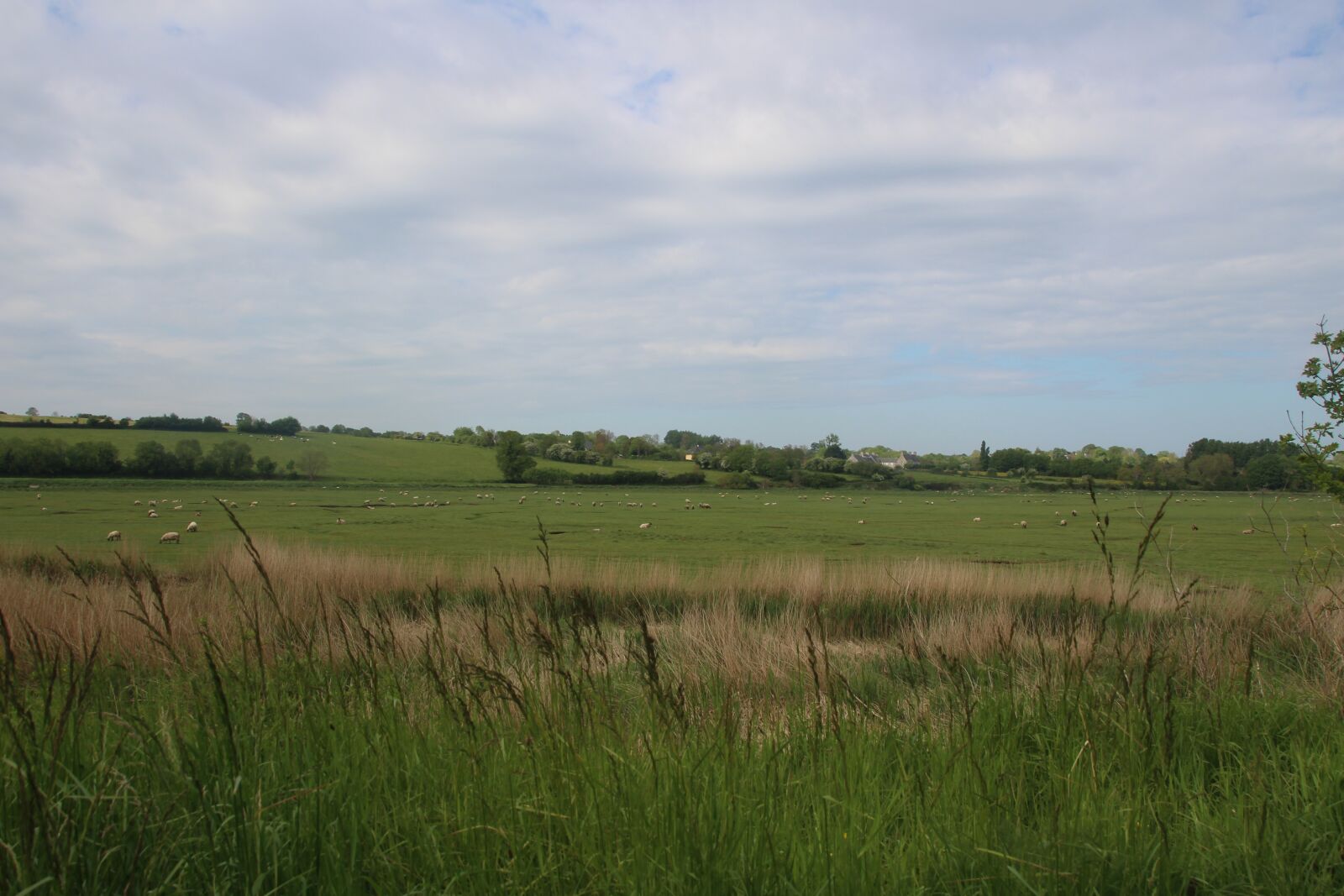 Canon EOS 100D (EOS Rebel SL1 / EOS Kiss X7) sample photo. Grass, nature, sheep photography