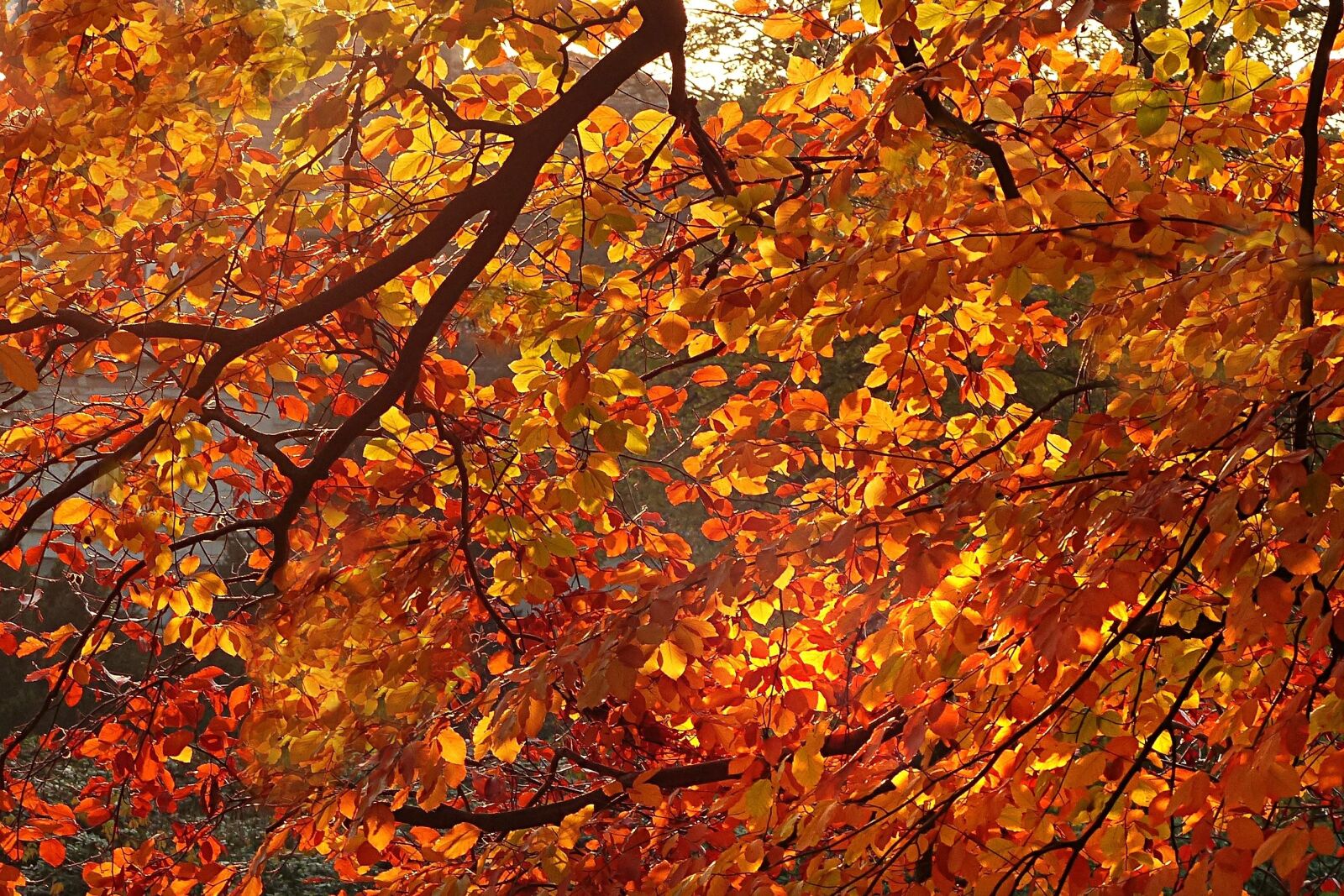 Panasonic Lumix DMC-FZ200 sample photo. Nature, tree, autumn photography