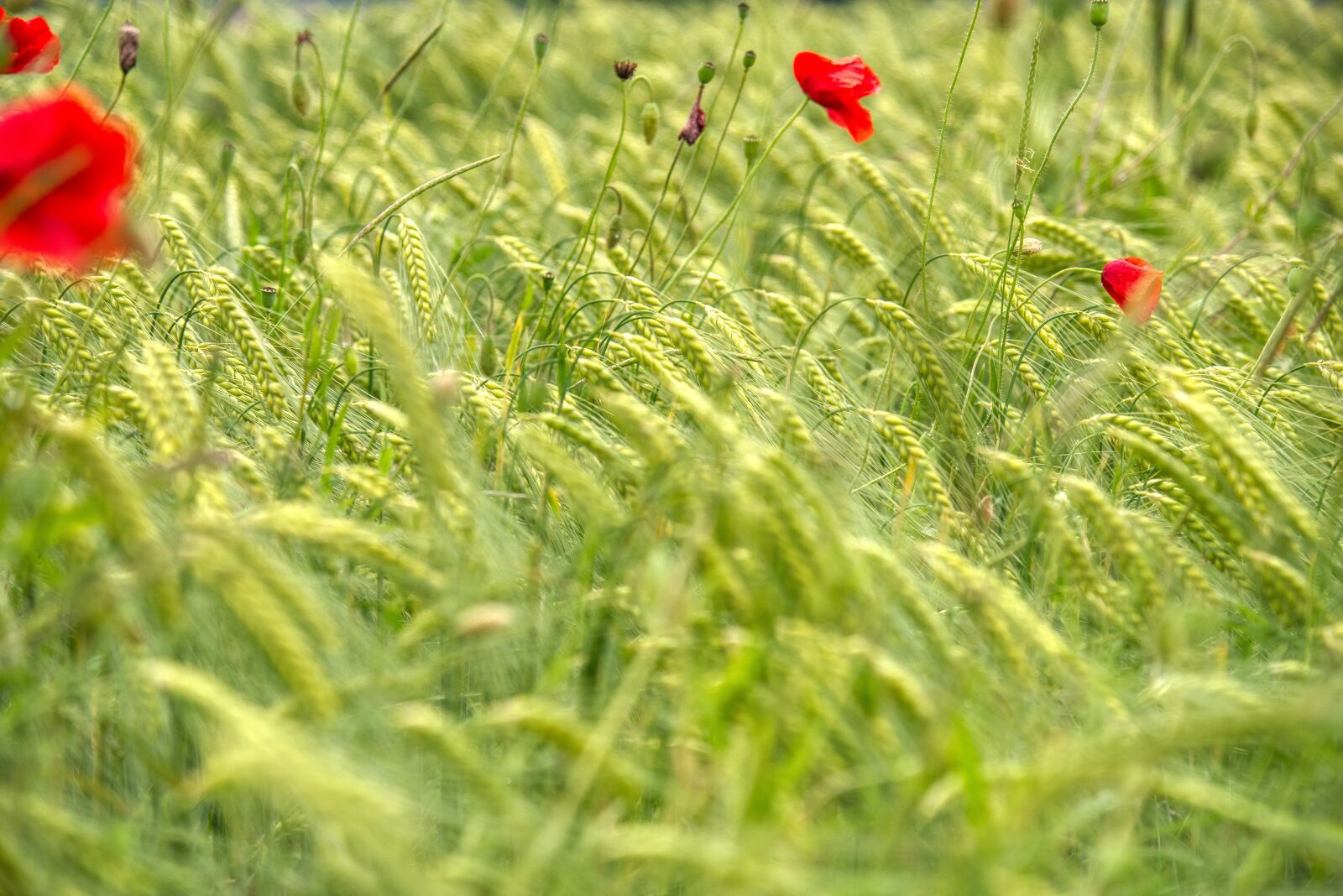 Nikon D750 sample photo. Wheat field, grasses, poppies photography