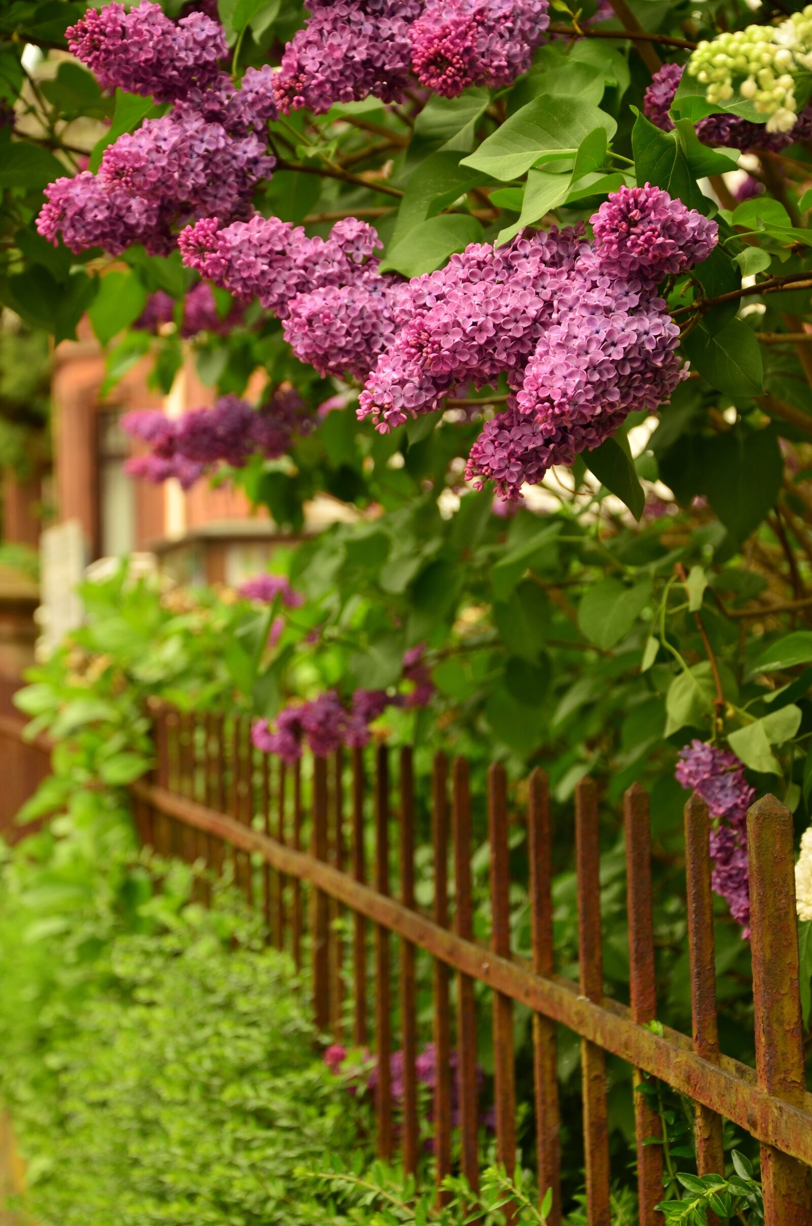 Nikon D5100 sample photo. Lilac, fence, flowers photography
