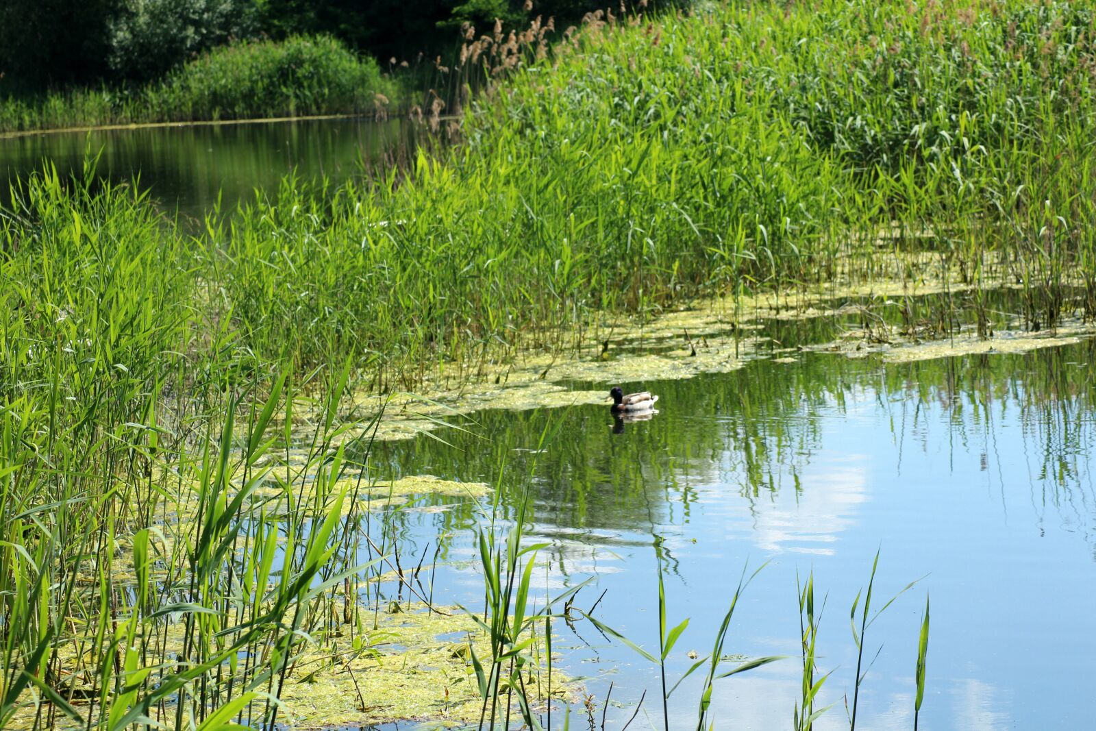 Canon EOS 1200D (EOS Rebel T5 / EOS Kiss X70 / EOS Hi) sample photo. Pond, scrubs, water photography