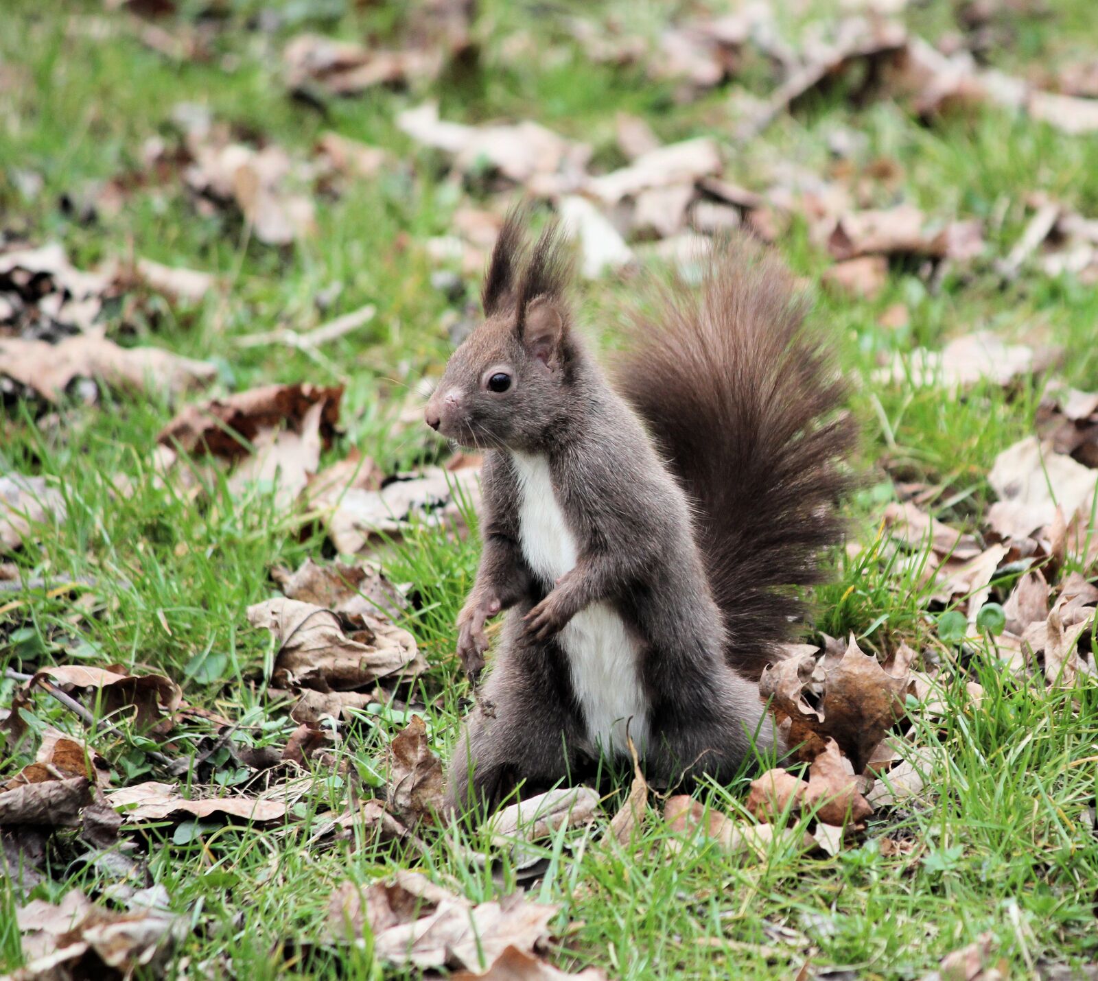 Canon EOS 550D (EOS Rebel T2i / EOS Kiss X4) sample photo. The squirrel, rodent, mammal photography