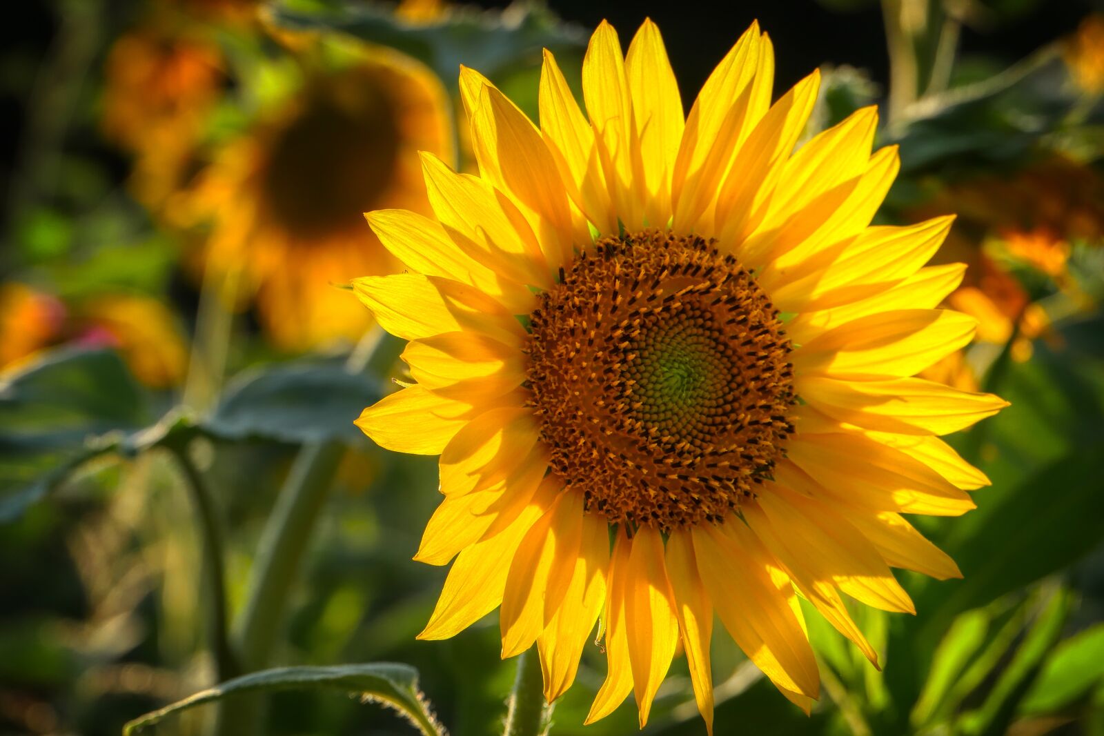 Panasonic Lumix DMC-GX8 sample photo. Sunflower, flower, yellow photography