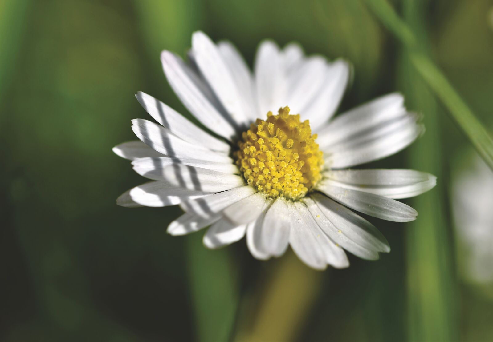 Nikon D7200 sample photo. Daisy, blossom, bloom photography