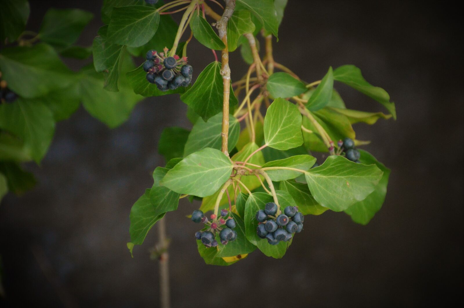 Nikon D3200 sample photo. Hedera helix, plant, leaves photography
