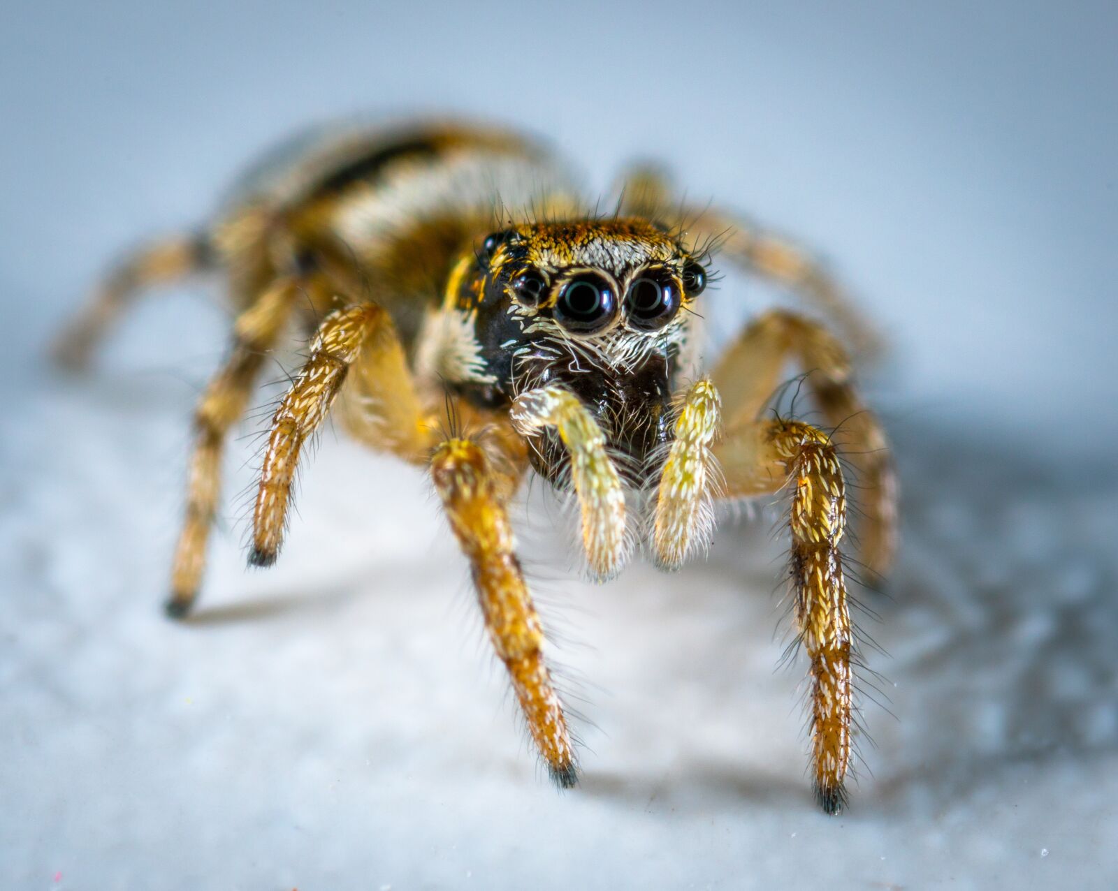 #124 65/2.8 sample photo. Arachnids, spider, spider-racer photography