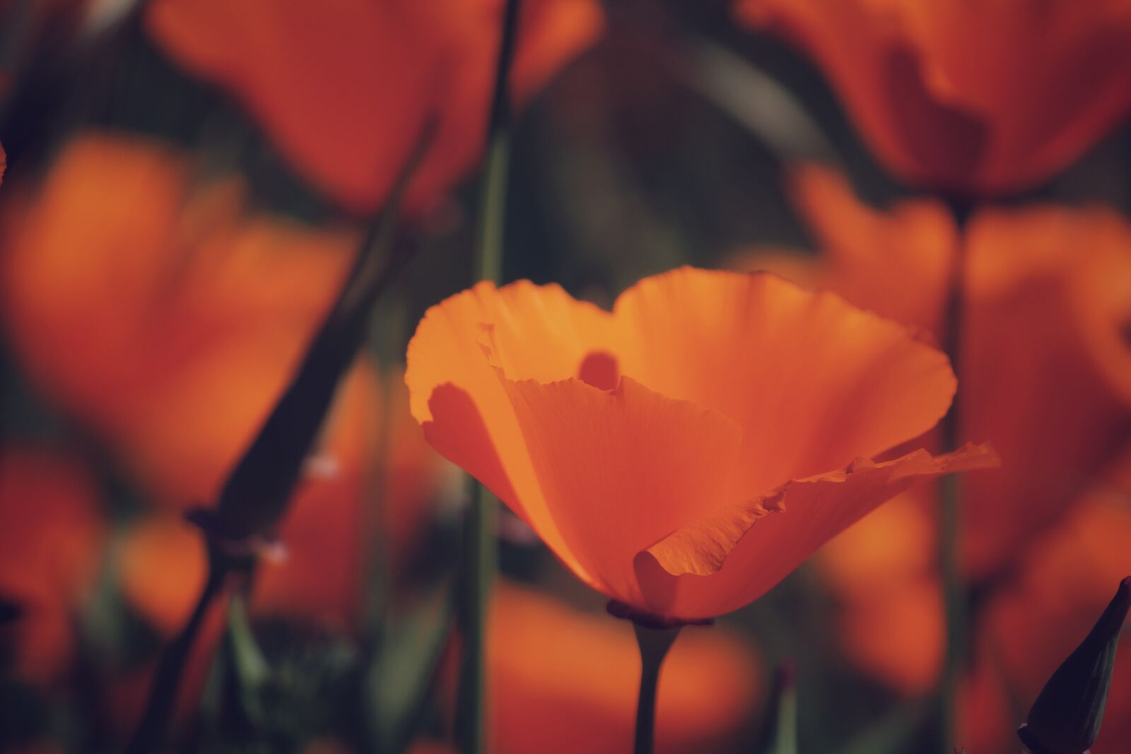 Canon EOS 1200D (EOS Rebel T5 / EOS Kiss X70 / EOS Hi) sample photo. Nature, poppy, poppy field photography