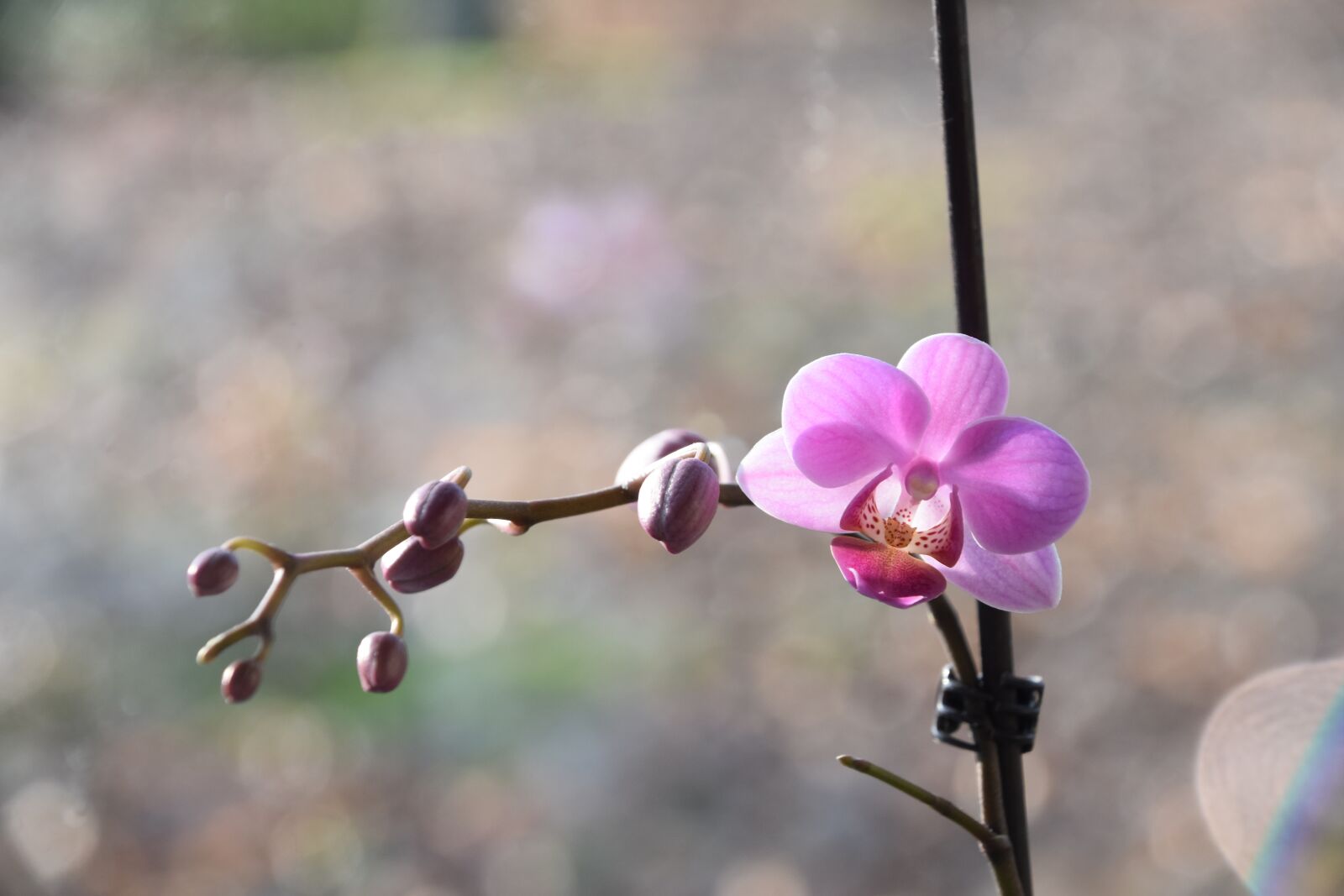 Nikon D5600 sample photo. Nature, flower, plant photography