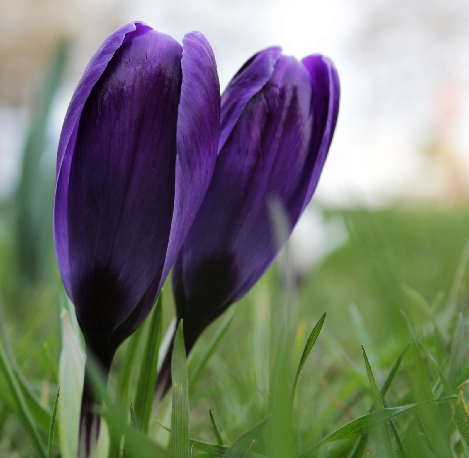 Canon EOS 2000D (EOS Rebel T7 / EOS Kiss X90 / EOS 1500D) sample photo. Crocus, purple, flower photography