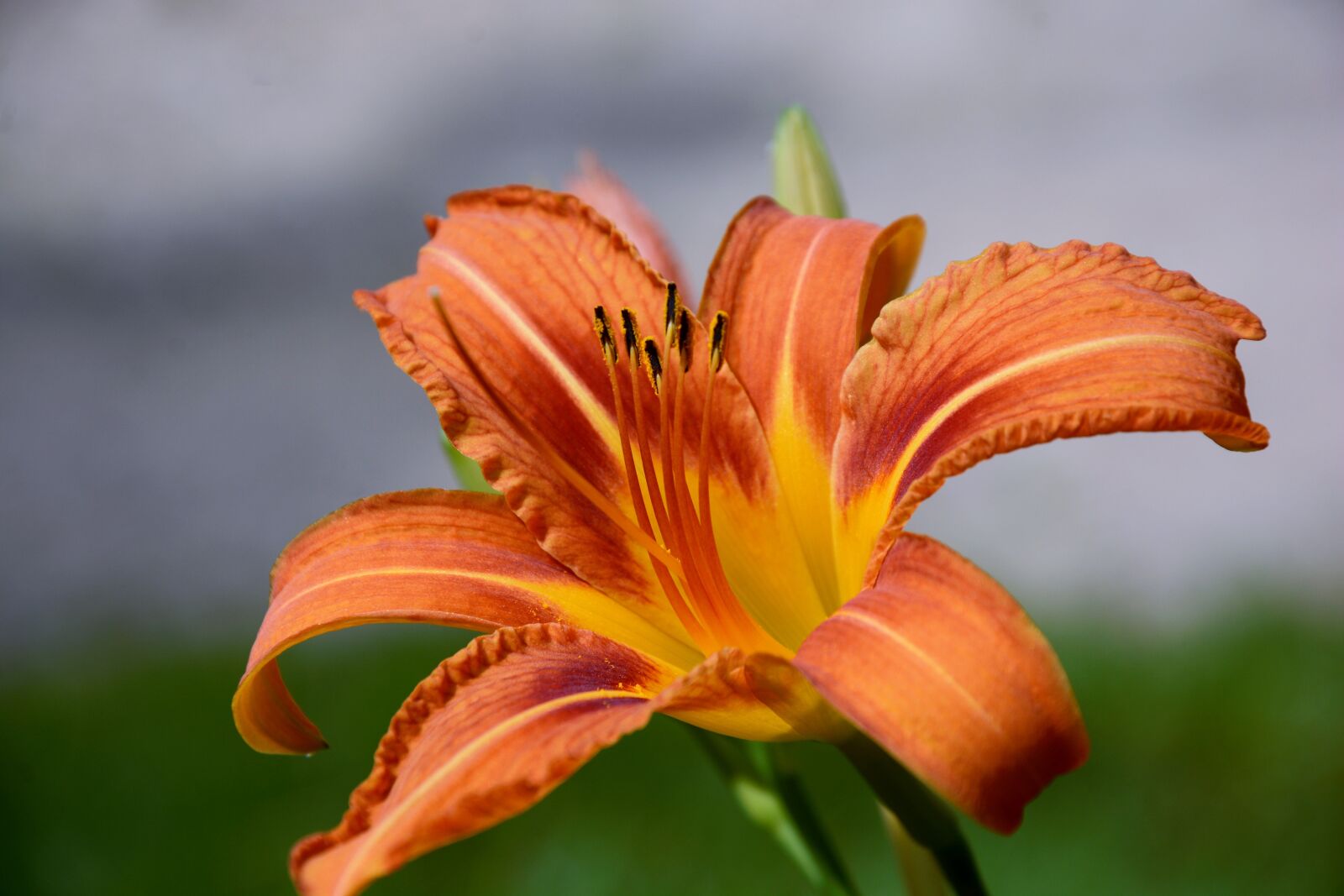 Nikon D7100 sample photo. Flower, lily, hybrid photography