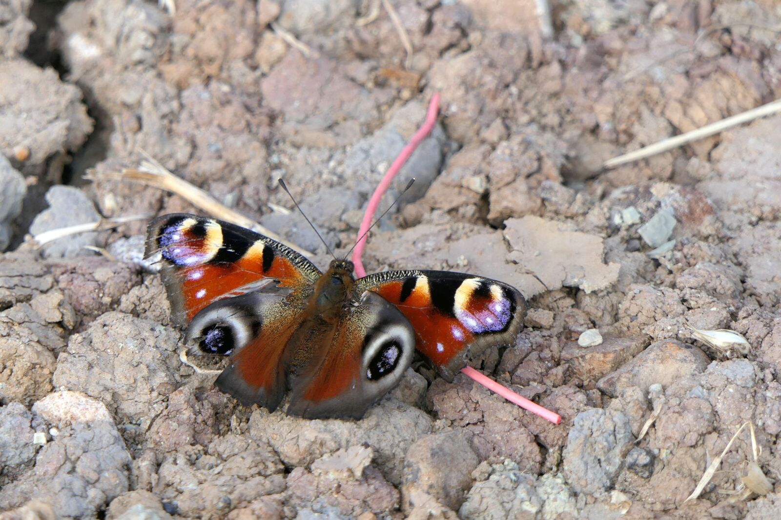 Panasonic Lumix DMC-FZ2500 (Lumix DMC-FZ2000) sample photo. Butterfly, peacock butterfly, close photography