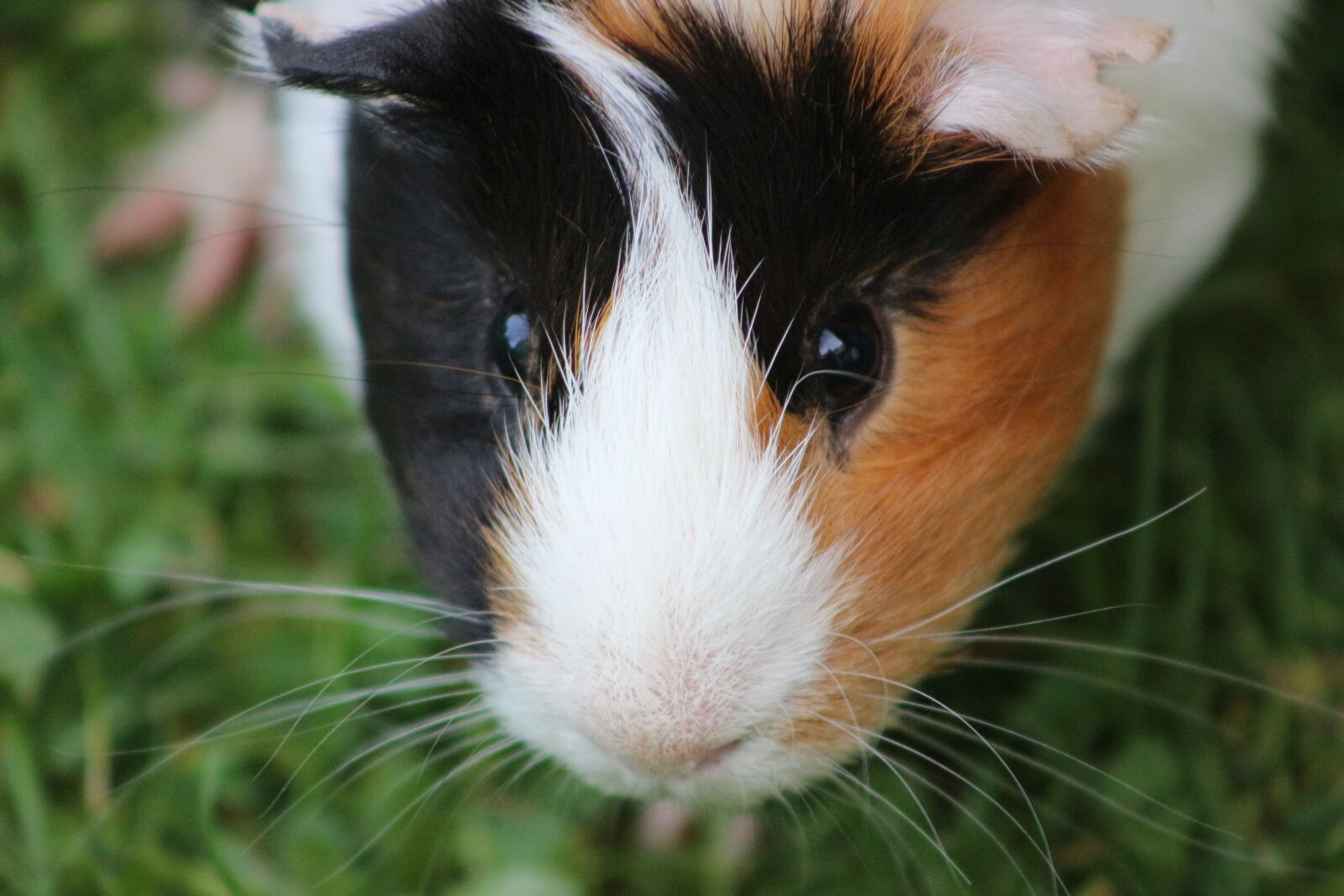Canon EOS 700D (EOS Rebel T5i / EOS Kiss X7i) sample photo. Guinea pig, fur, cute photography