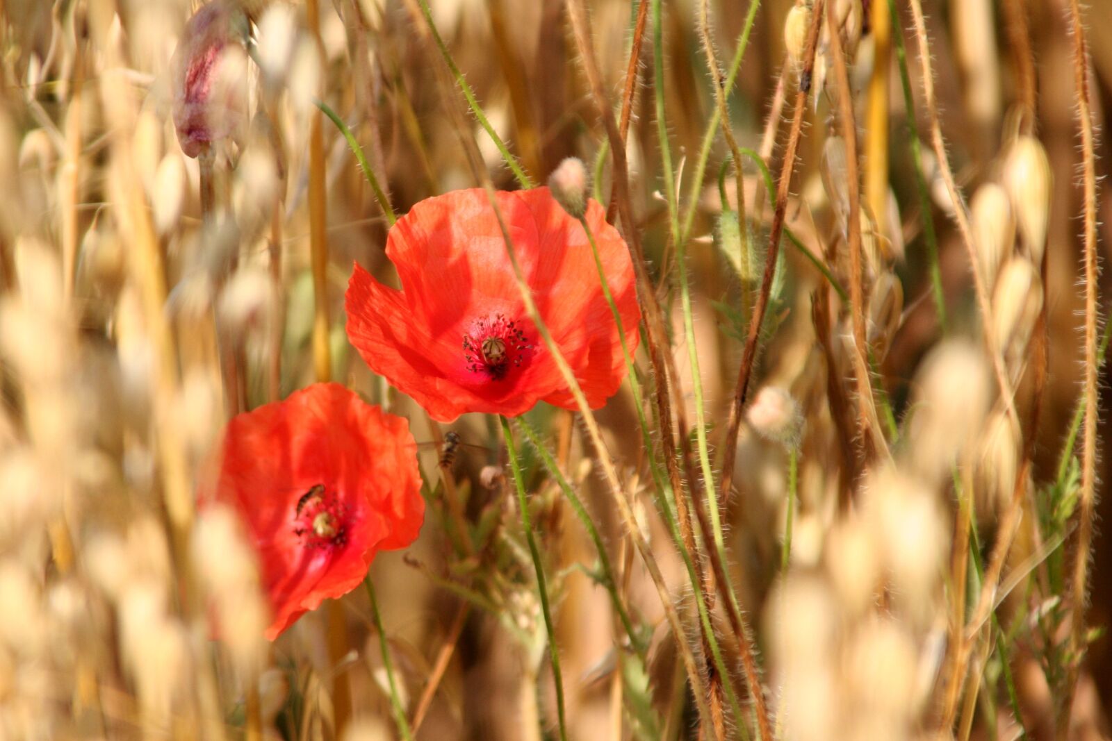 Canon EOS 350D (EOS Digital Rebel XT / EOS Kiss Digital N) sample photo. Oats, poppies, cereals photography