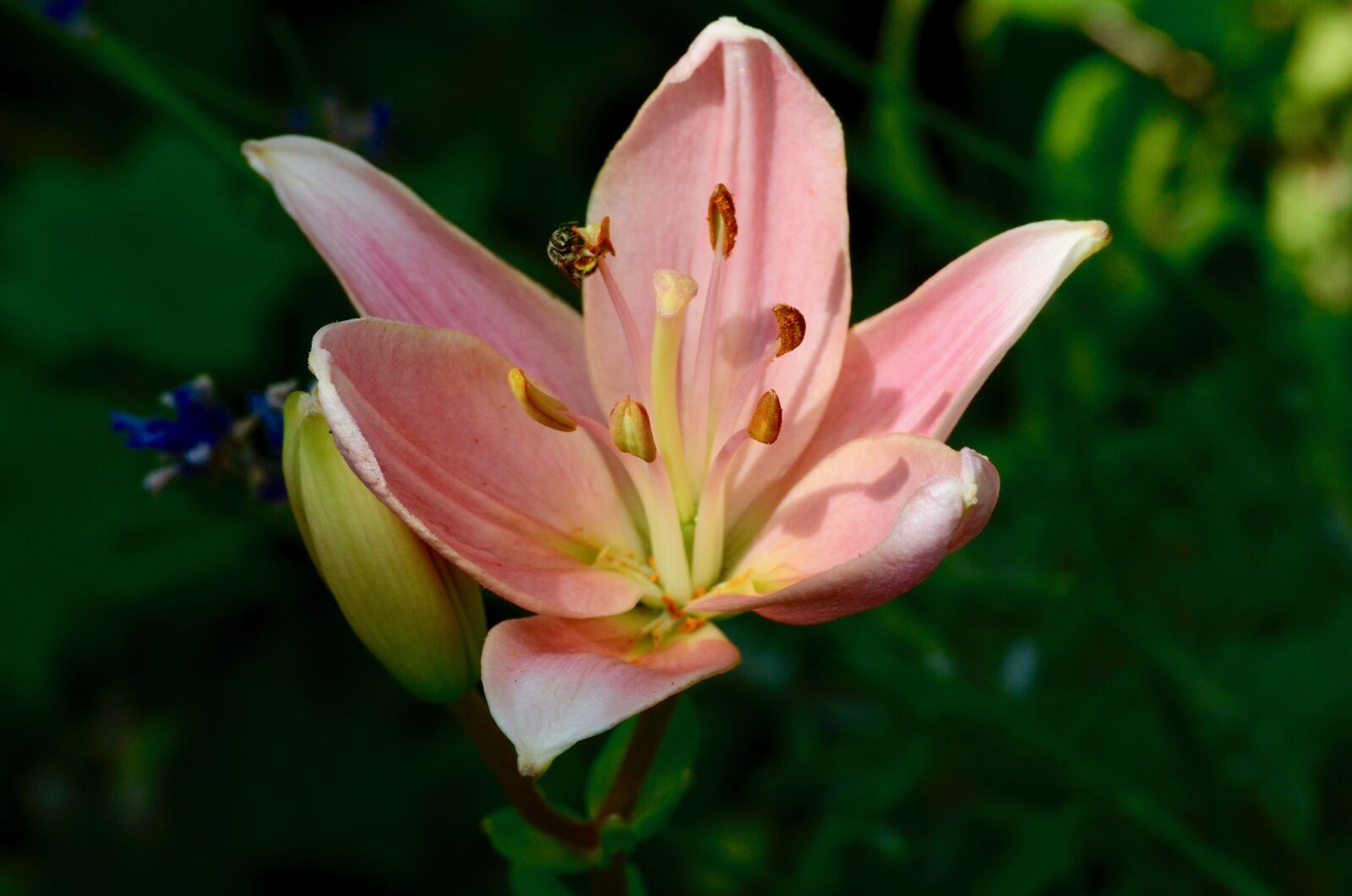 Nikon D5100 sample photo. Bee, lily, flower photography