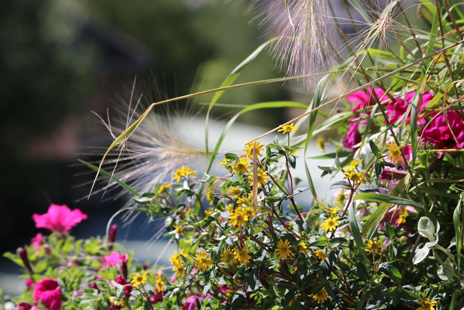 Canon EOS 760D (EOS Rebel T6s / EOS 8000D) sample photo. Flower, nature, flower nature photography