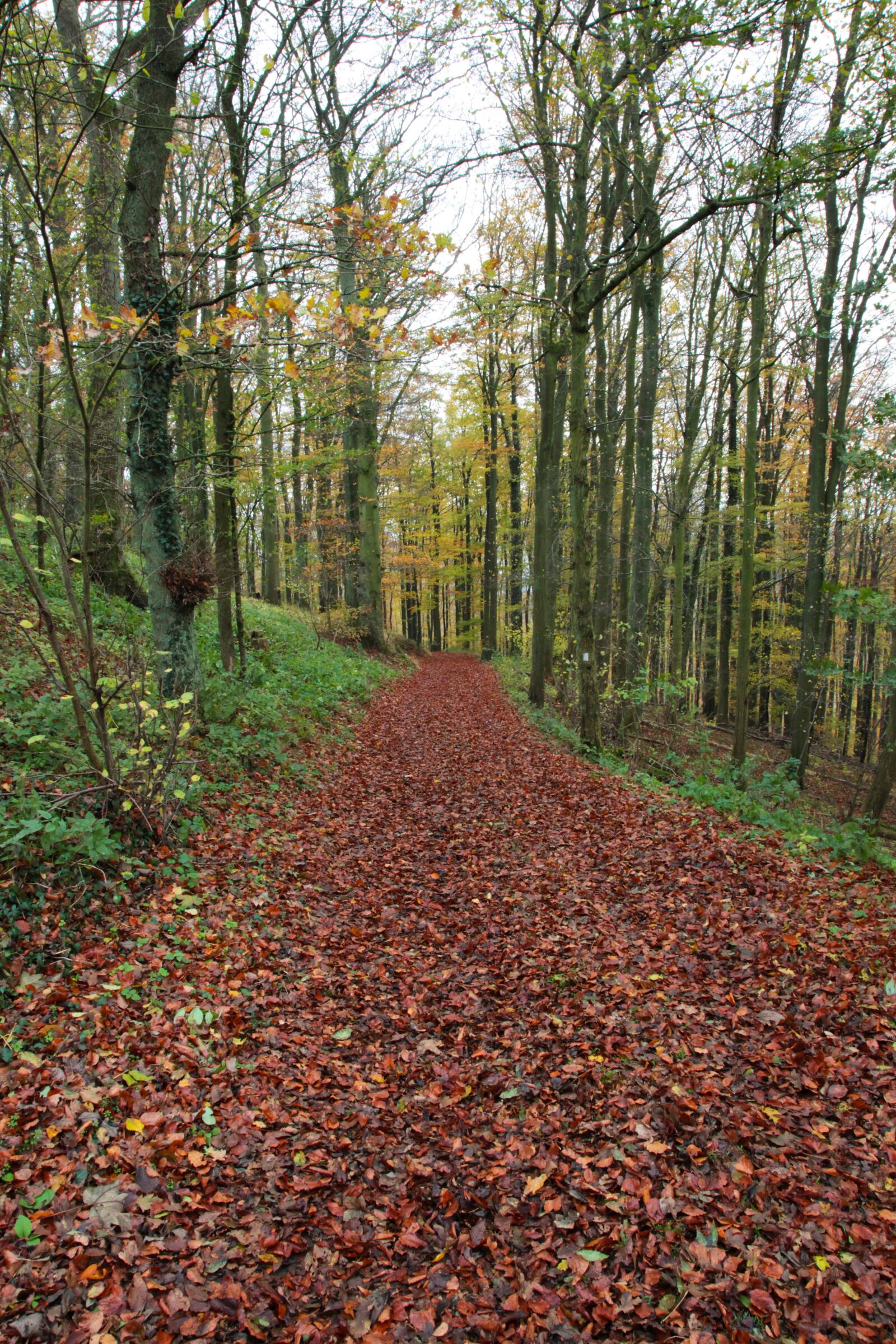 Canon EOS 5D Mark II sample photo. Away, forest path, forest photography