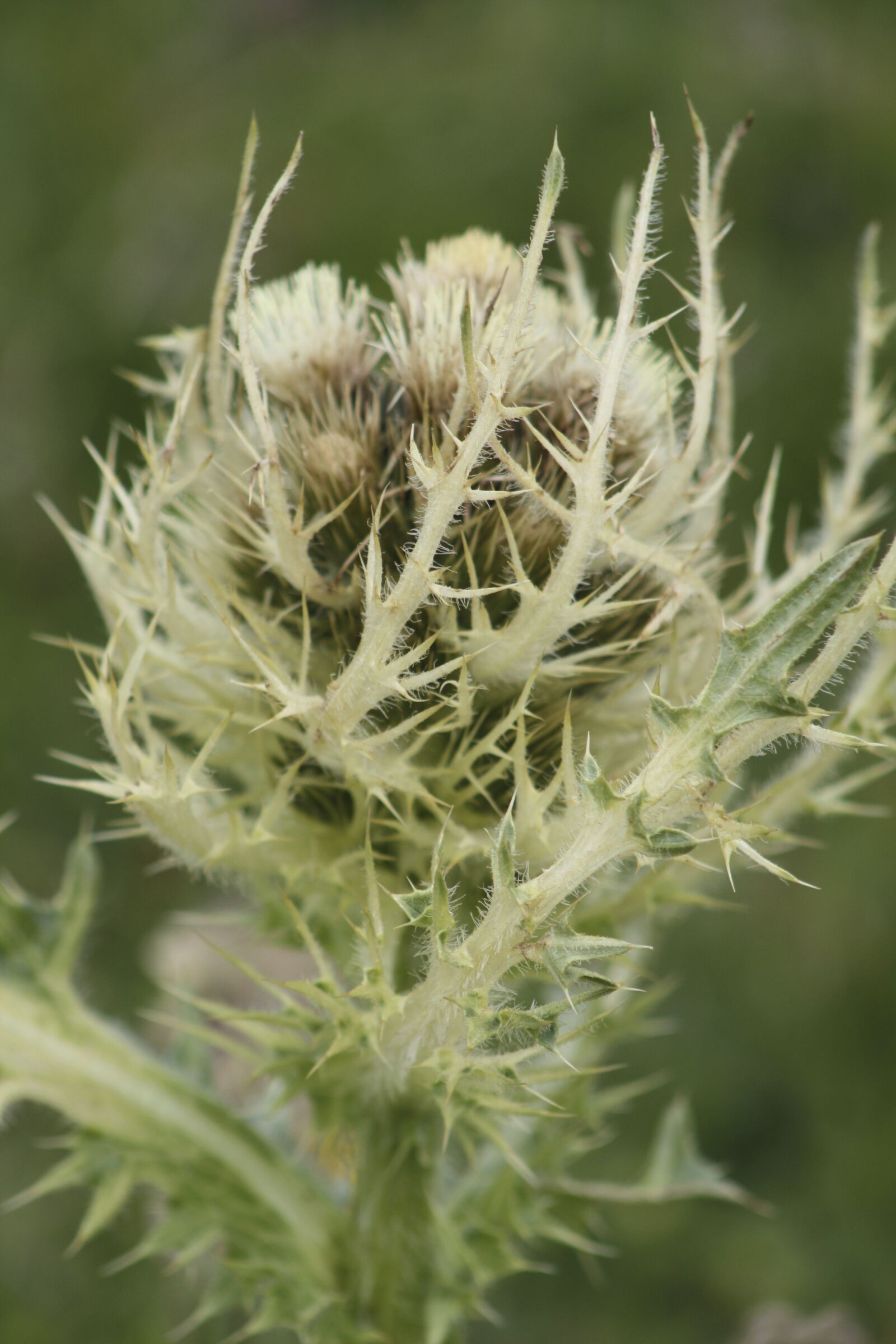 Canon EOS 450D (EOS Rebel XSi / EOS Kiss X2) sample photo. Wild plant, alps, mountain photography