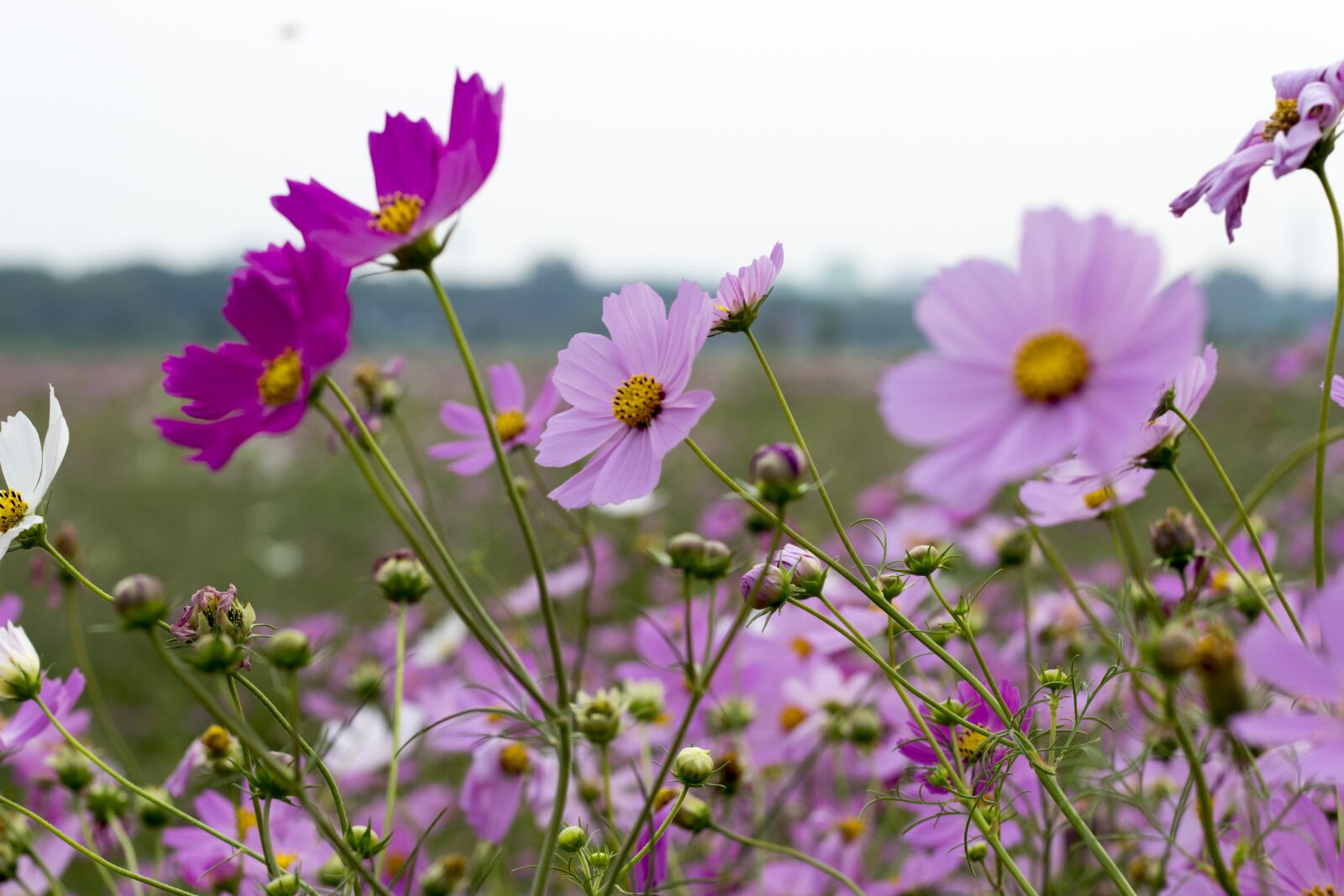 Canon EOS 700D (EOS Rebel T5i / EOS Kiss X7i) + Canon EF 50mm F1.8 STM sample photo. Cosmos, autumn, pink photography