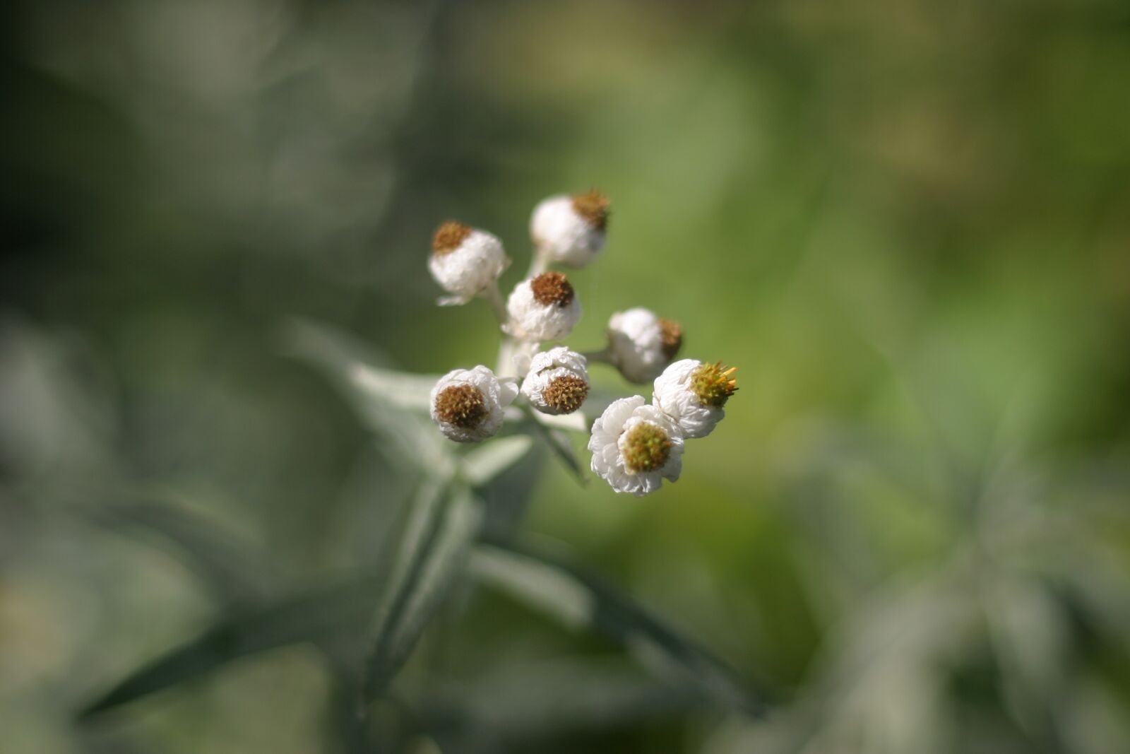 Canon EOS 10D sample photo. Helichrysum, flower, summer photography