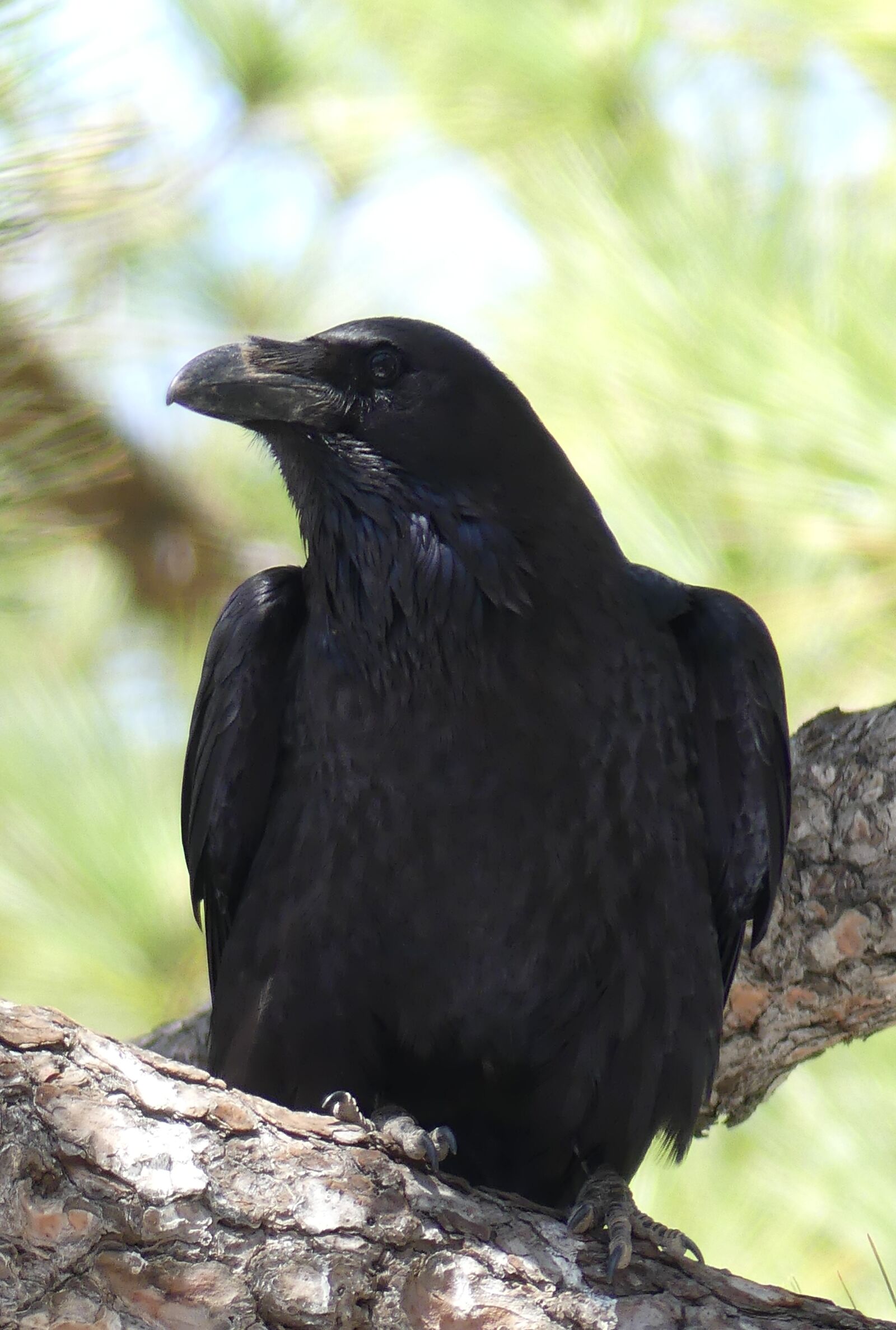 Panasonic Lumix DMC-FZ300 sample photo. Common raven, raven bird photography