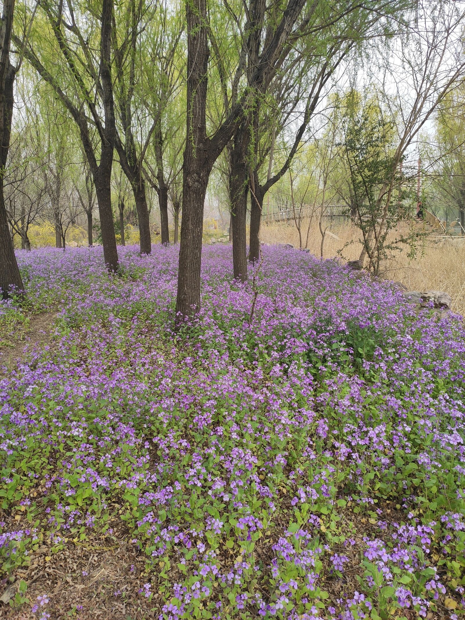 Xiaomi Mi 9 SE sample photo. Park, purple, purple flowers photography
