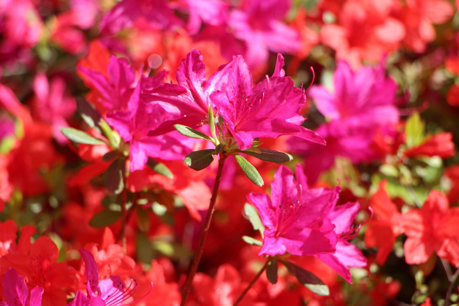 Canon EOS 650D (EOS Rebel T4i / EOS Kiss X6i) sample photo. Azalea, spring, azalea flowers photography