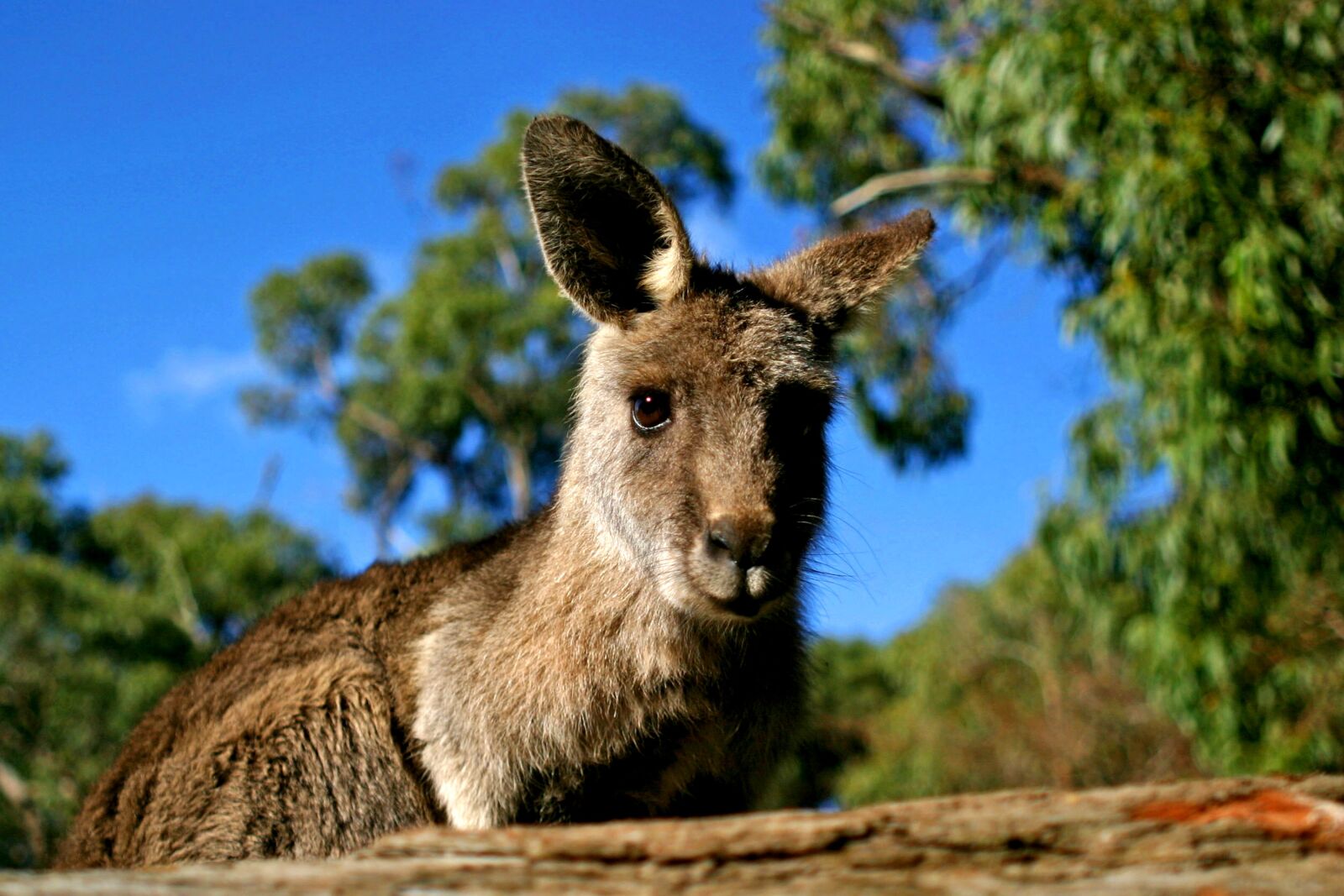 Canon EOS 10D sample photo. Kangaroo, australia, nature photography