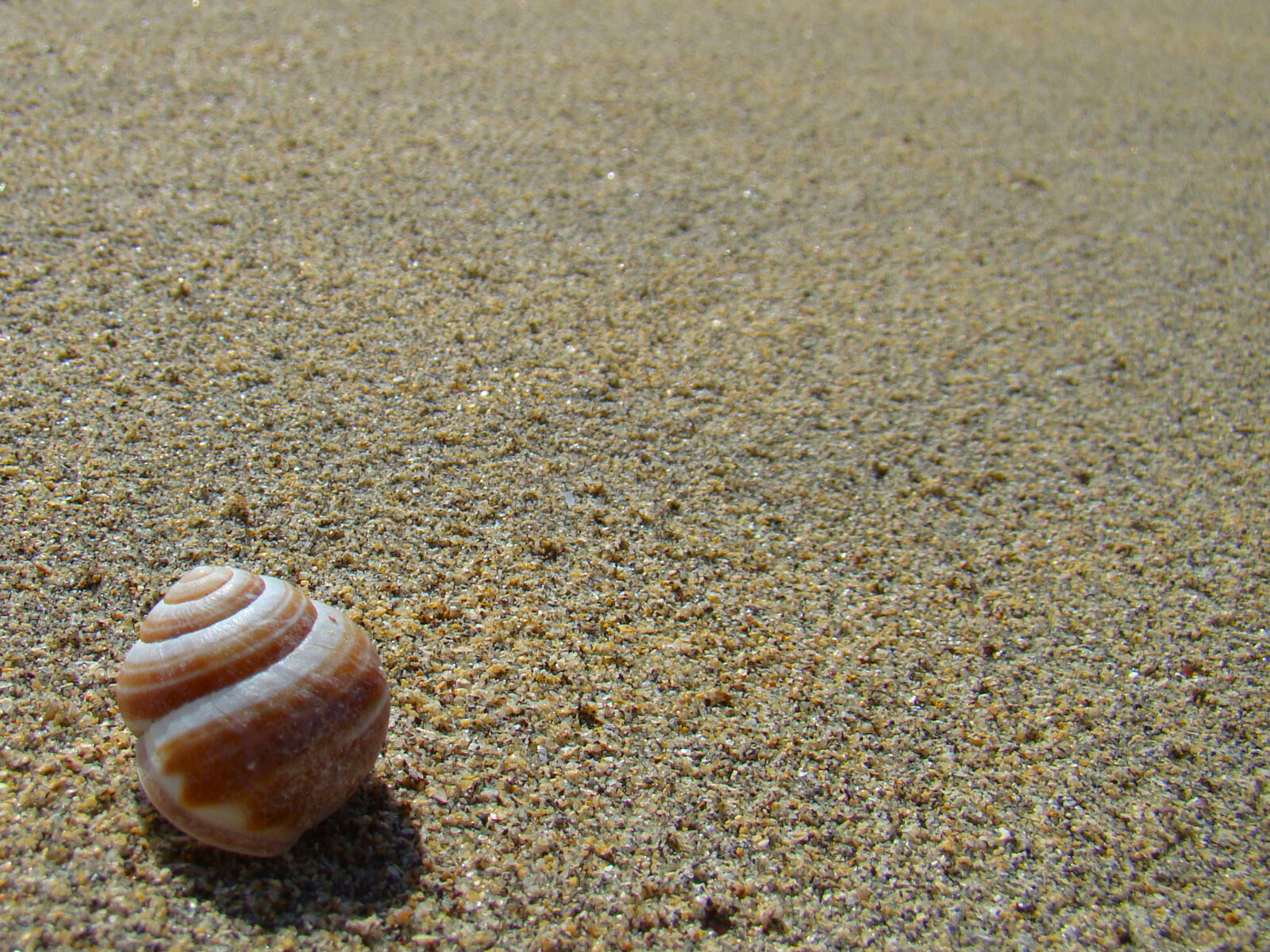 Sony Cyber-shot DSC-H50 sample photo. Beach, ireland, sand, seashell photography