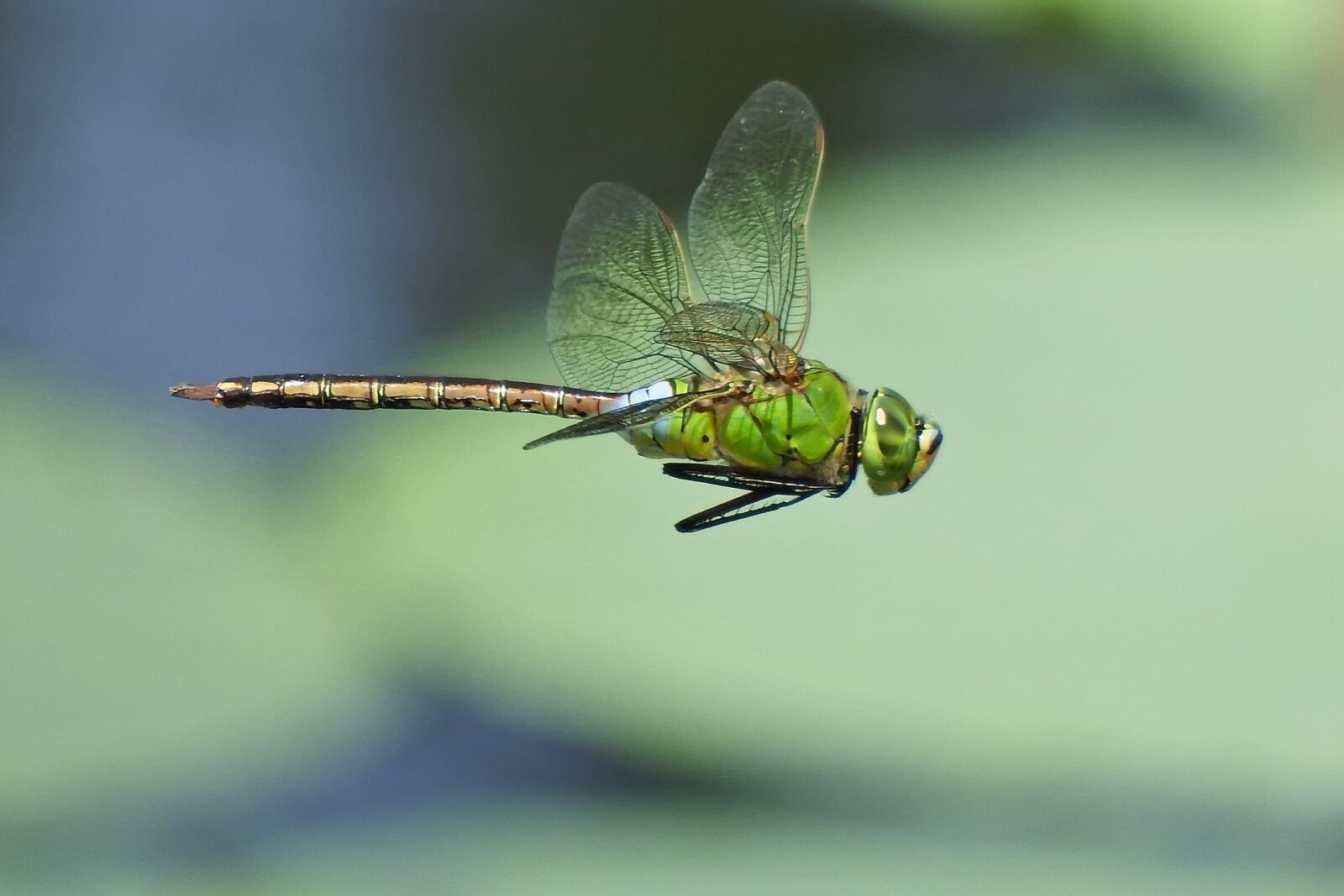 Fujifilm FinePix S1 sample photo. Japan, natural, insect photography
