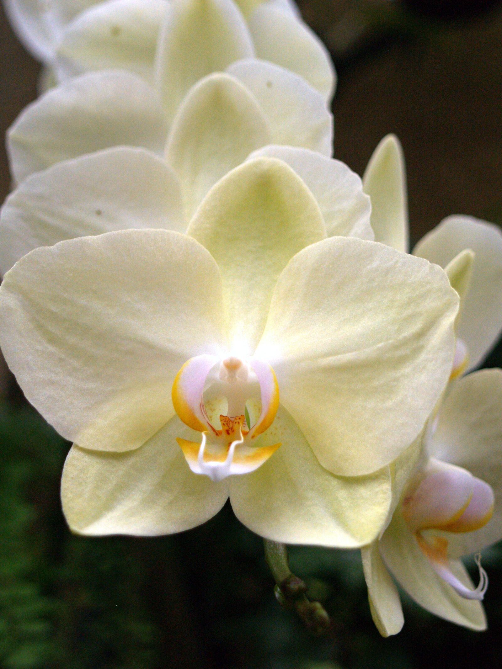 Olympus E-500 (EVOLT E-500) sample photo. Flowers, orchids, white photography