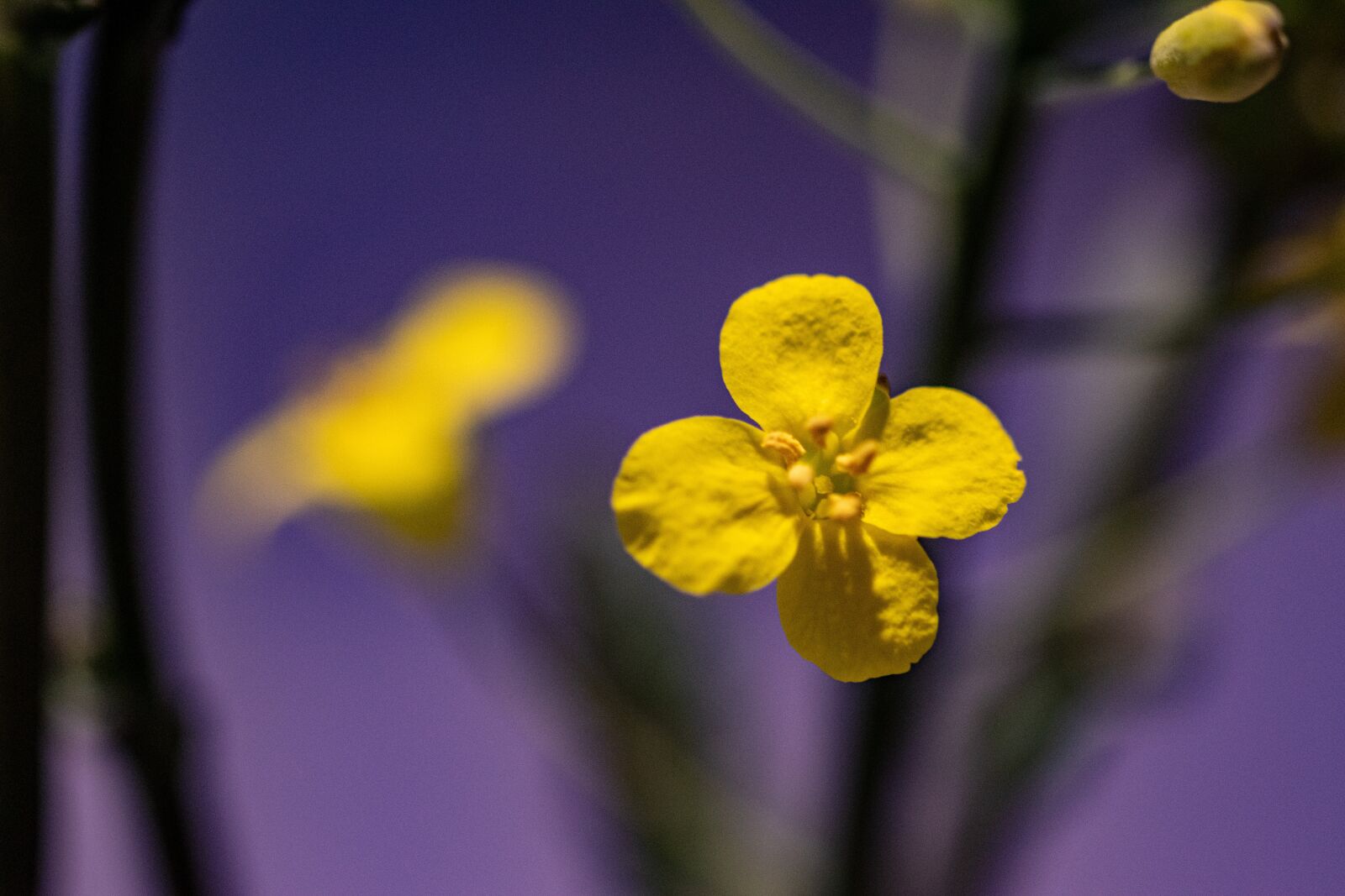 Nikon D5300 sample photo. Field bloom, rozkvitnutý, nature photography