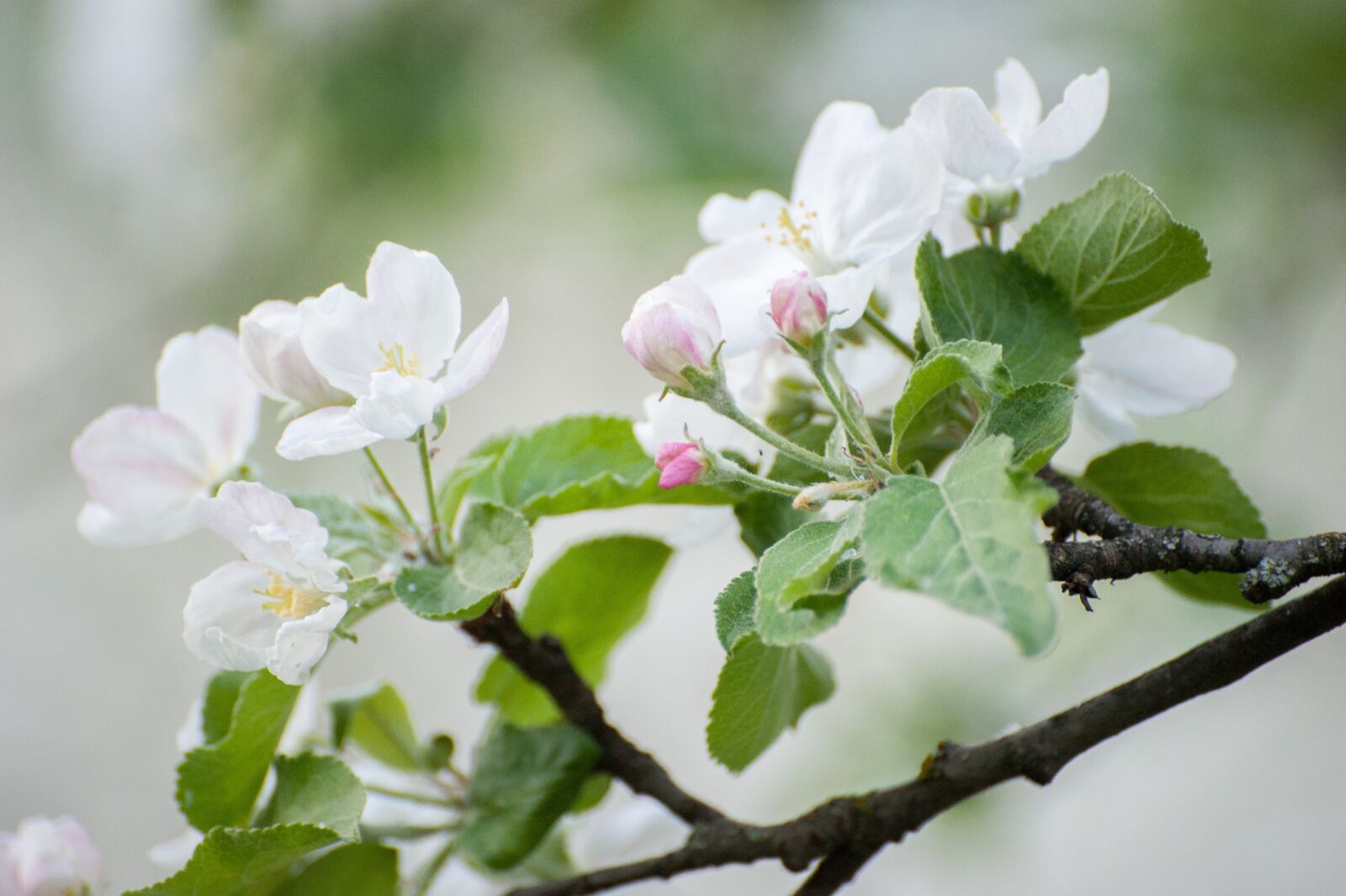 Nikon D700 sample photo. Spring, white flowers, may photography