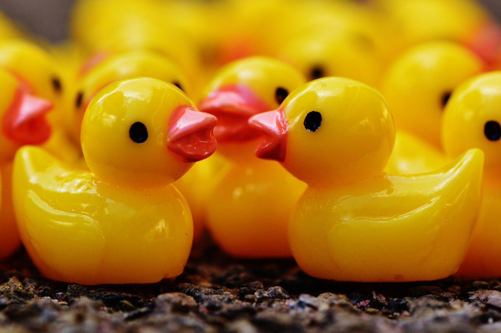 Nikon D3200 sample photo. Ducks, figures, group photography