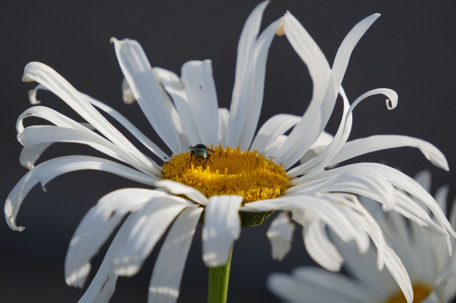 Sony E 55-210mm F4.5-6.3 OSS sample photo. Daisy, bee, flower photography