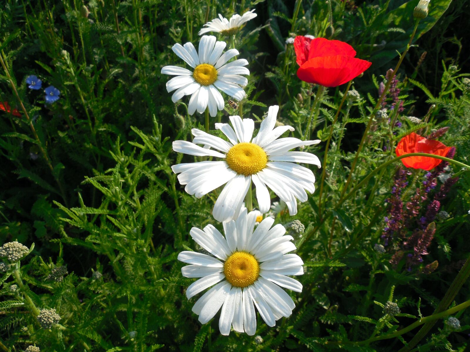 Nikon COOLPIX L620 sample photo. Marguerite, leucanthemum, blossom photography