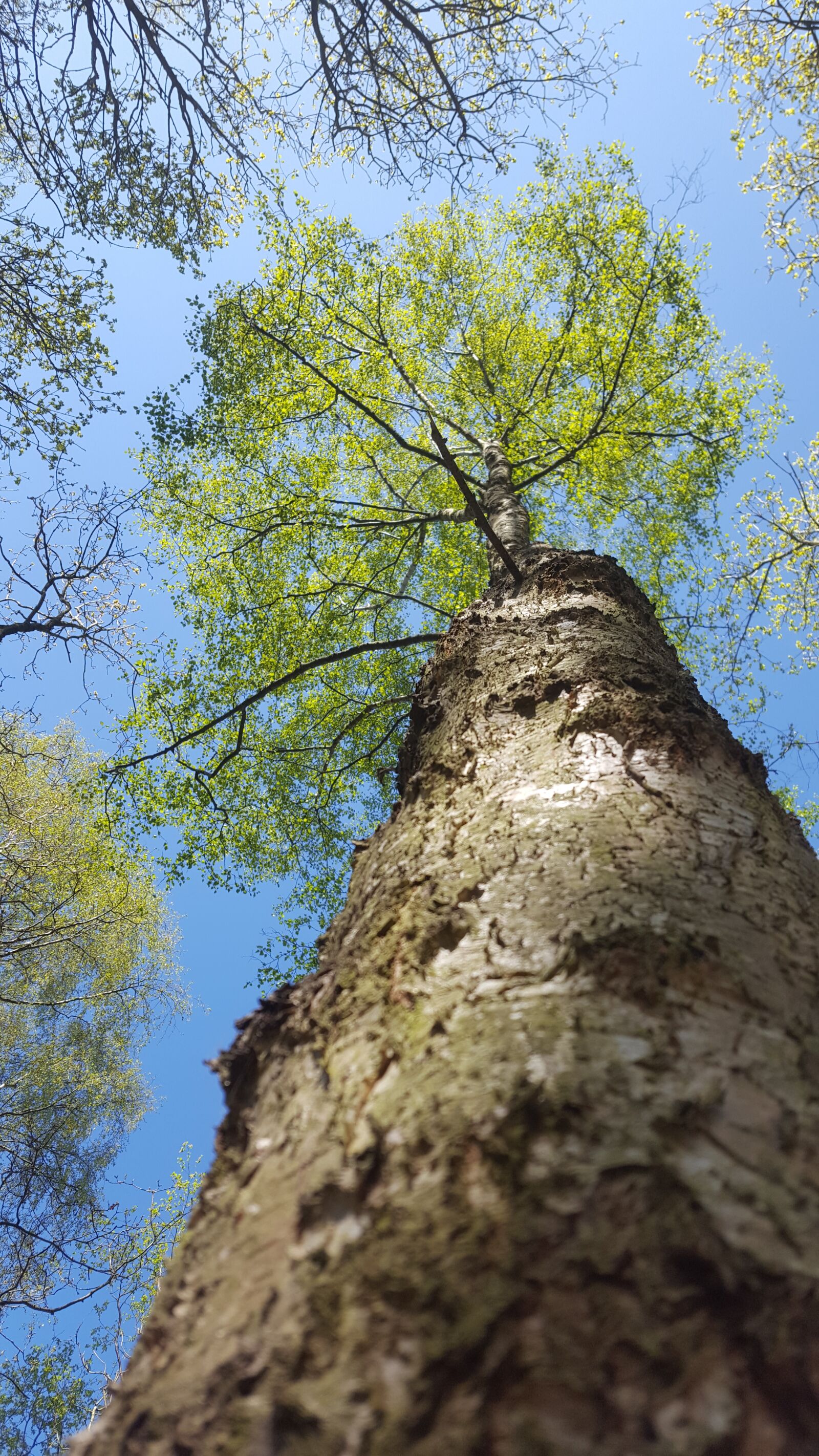 Samsung Galaxy S6 sample photo. Tree, silver birch, birch photography