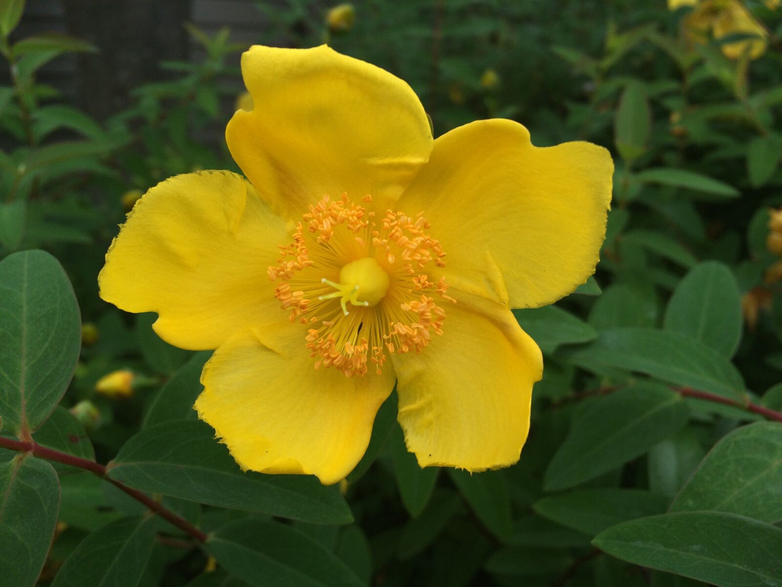 Apple iPhone 5s sample photo. Was, hypercom, flowers photography