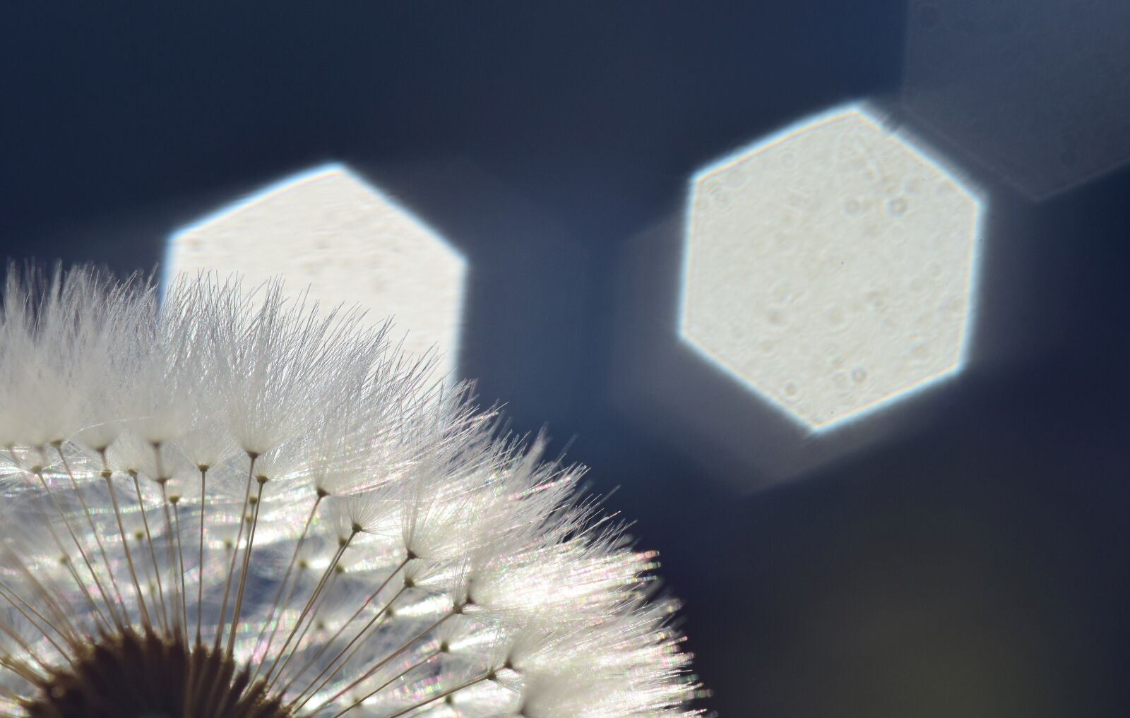 Nikon D3300 sample photo. Dandelion, backlighting, rays photography
