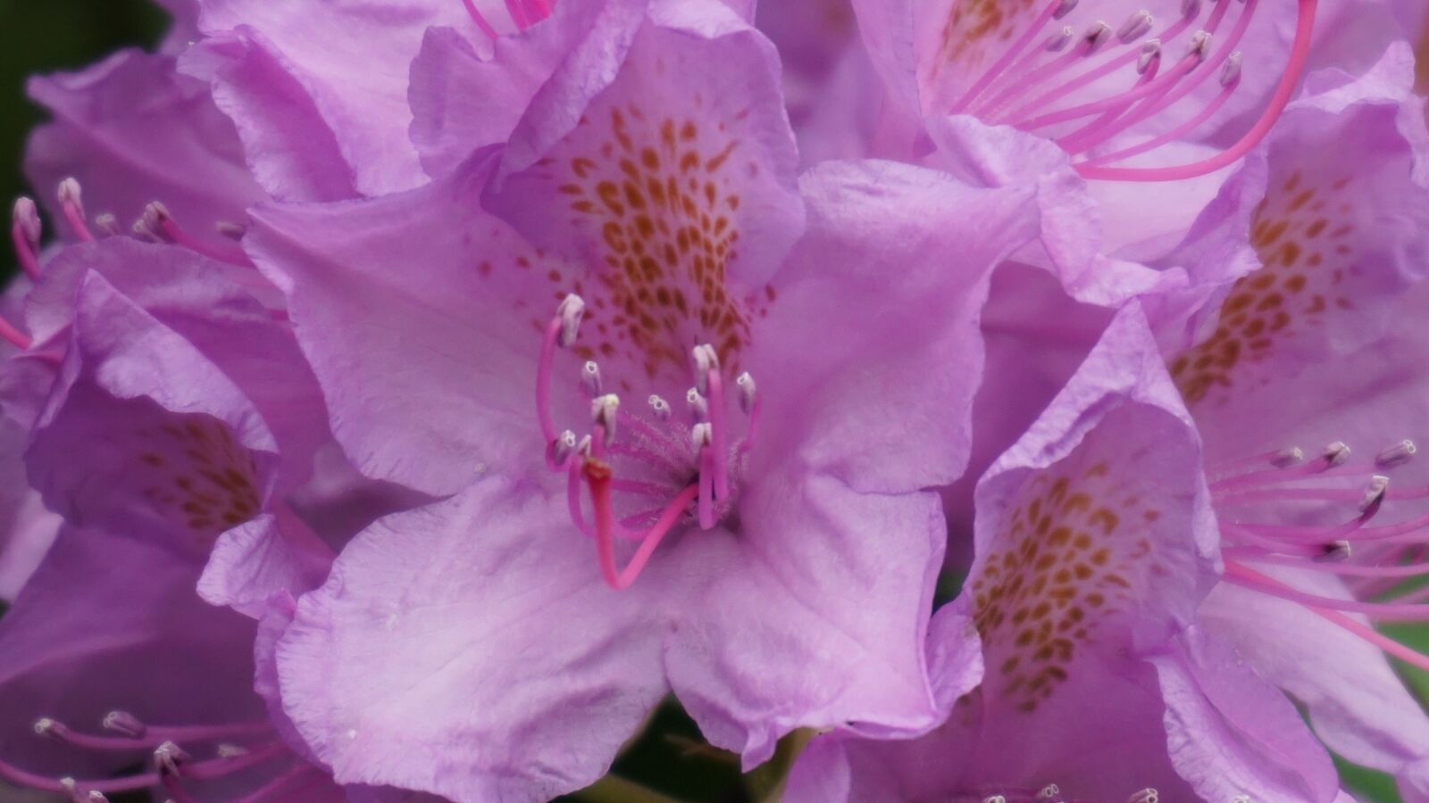 Sony a6300 sample photo. Garden, flowers, pink flower photography