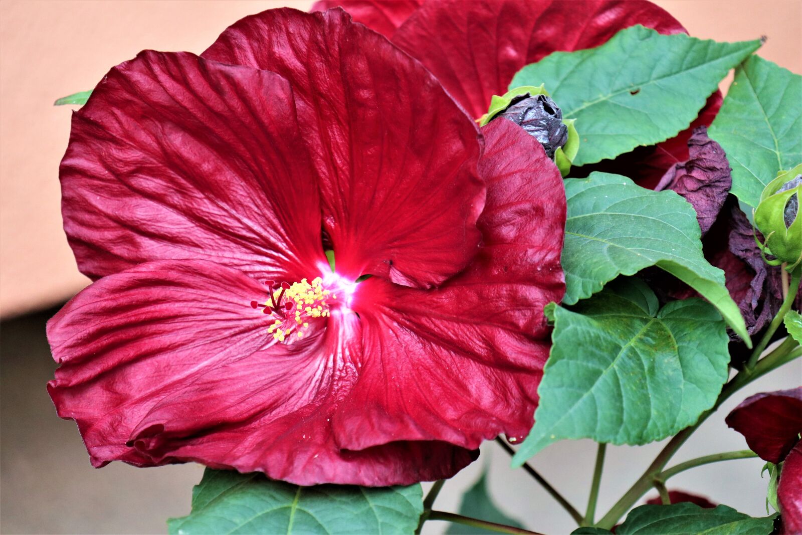 Canon EF-M 18-150mm F3.5-6.3 IS STM sample photo. Hibiscus, garden, flower photography