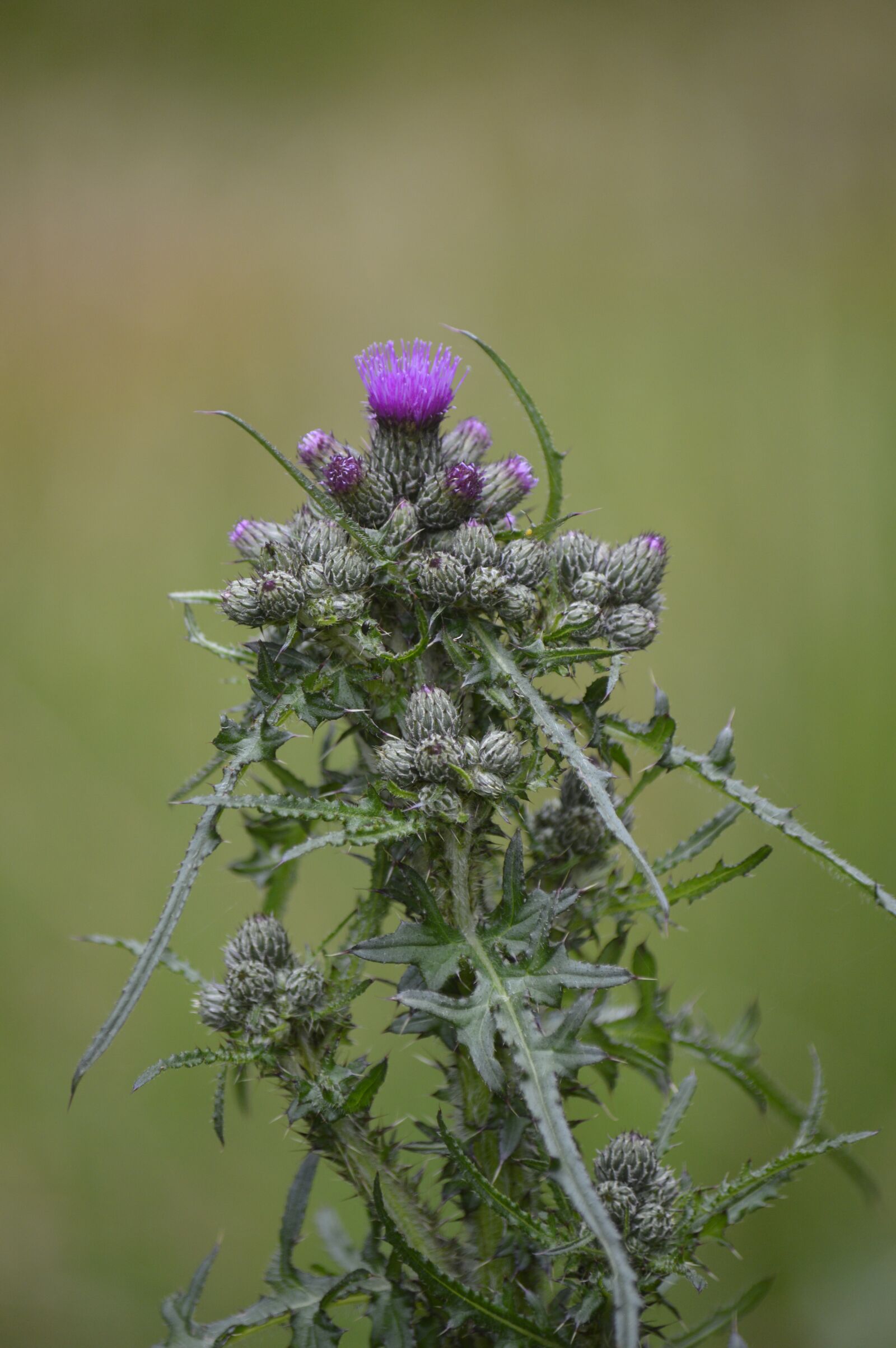 Nikon D3200 sample photo. Thistle, swamp-scratch-thistle, cirsium palustre photography