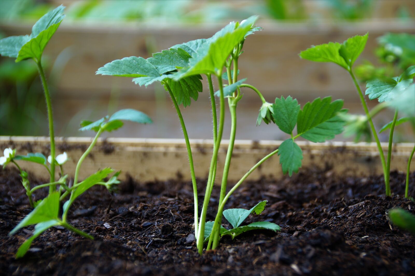 Sony SLT-A58 sample photo. Strawberry, plant, cultivation photography