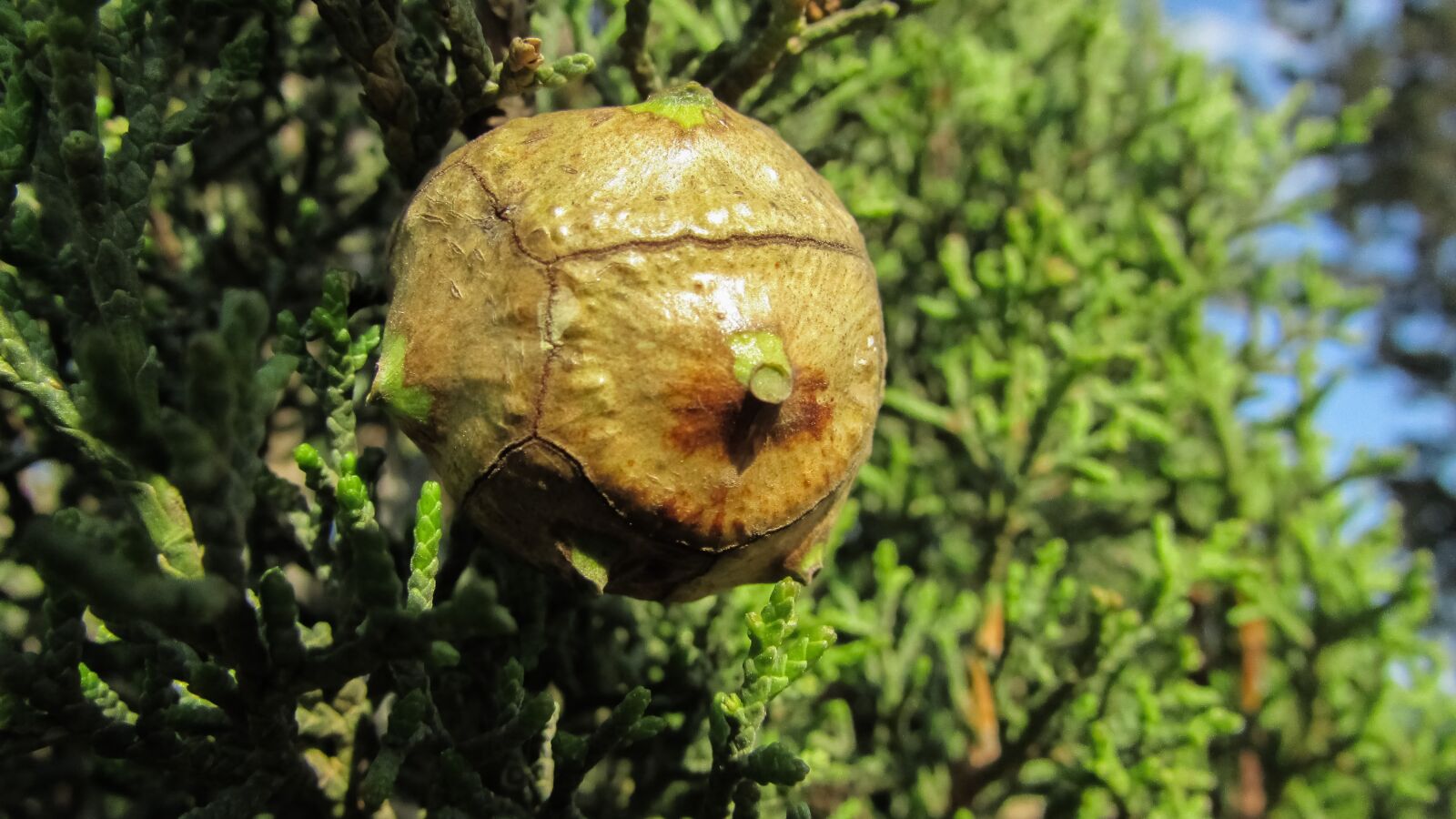 Canon PowerShot SX400 IS sample photo. Coniferous tree, cone, nature photography