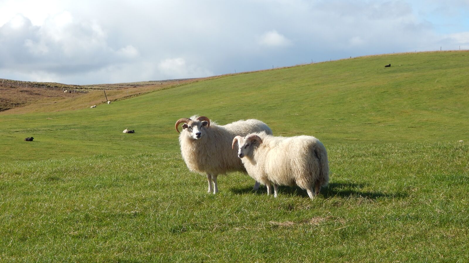 Nikon Coolpix L830 sample photo. Sheep, iceland, wool photography