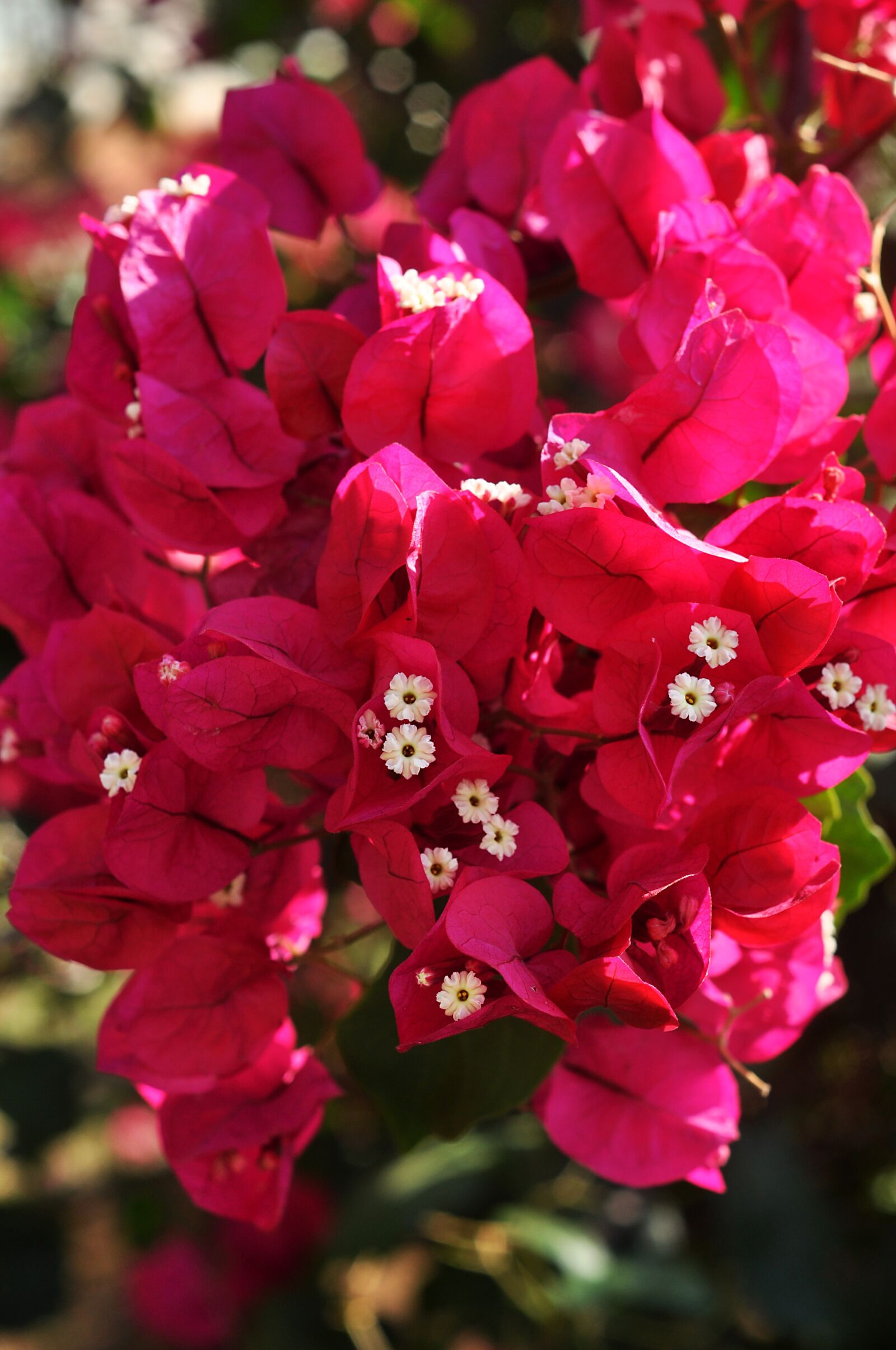 Nikon D90 sample photo. Flowers, nature, spring photography