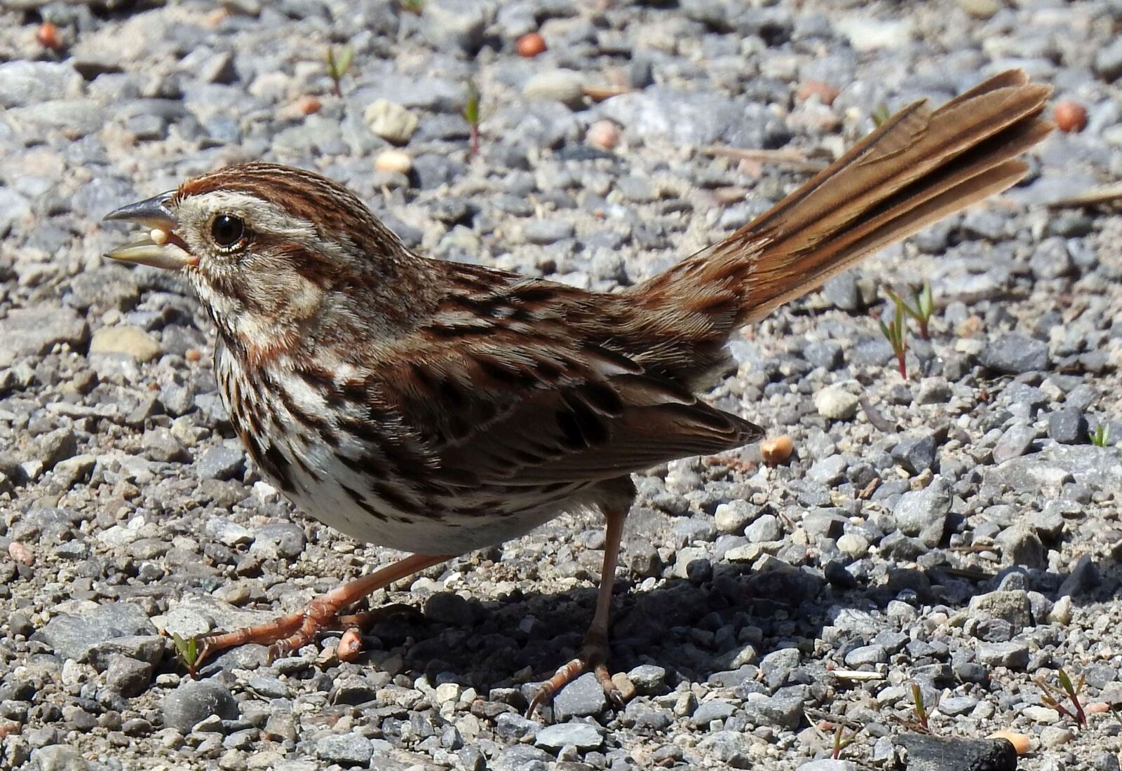Nikon Coolpix P900 sample photo. Song sparrow, melospiza melodia photography