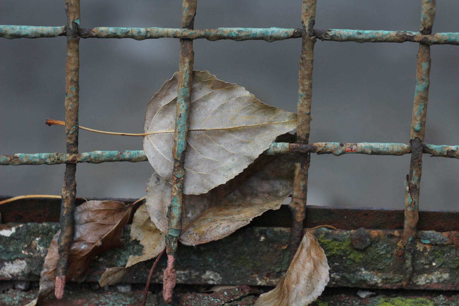 Canon EOS 1200D (EOS Rebel T5 / EOS Kiss X70 / EOS Hi) sample photo. Leaf, autumn, the grid photography